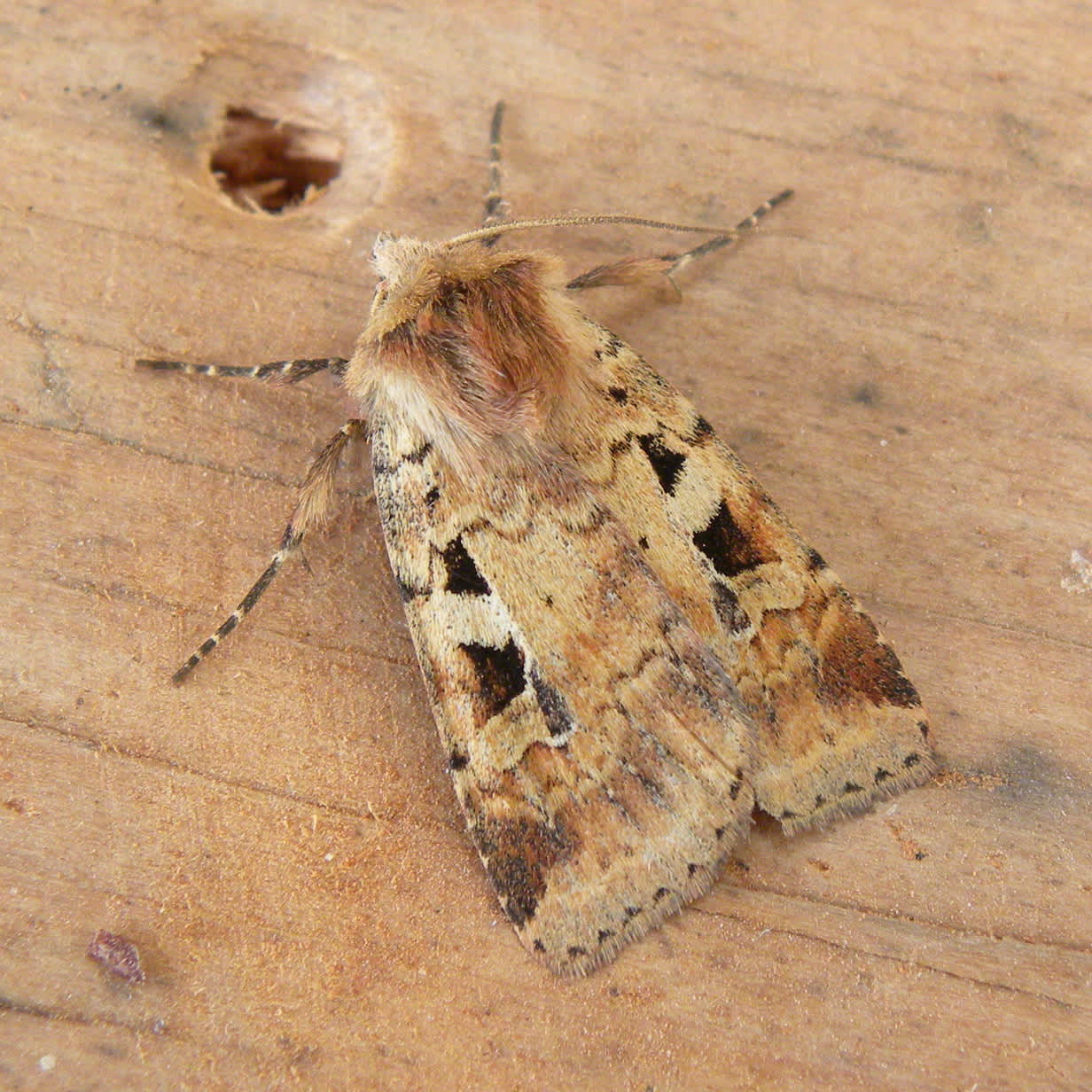 Ingrailed Clay (Diarsia mendica) photographed in Somerset by Sue Davies