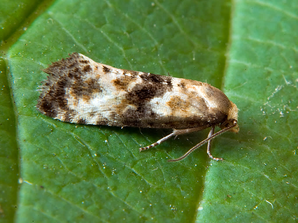 Marbled Conch (Eupoecilia angustana) photographed in Somerset by John Bebbington