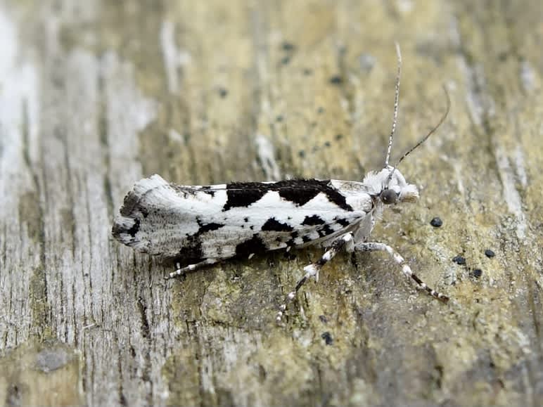 Pied Smudge (Ypsolopha sequella) photographed in Somerset by Sue Davies