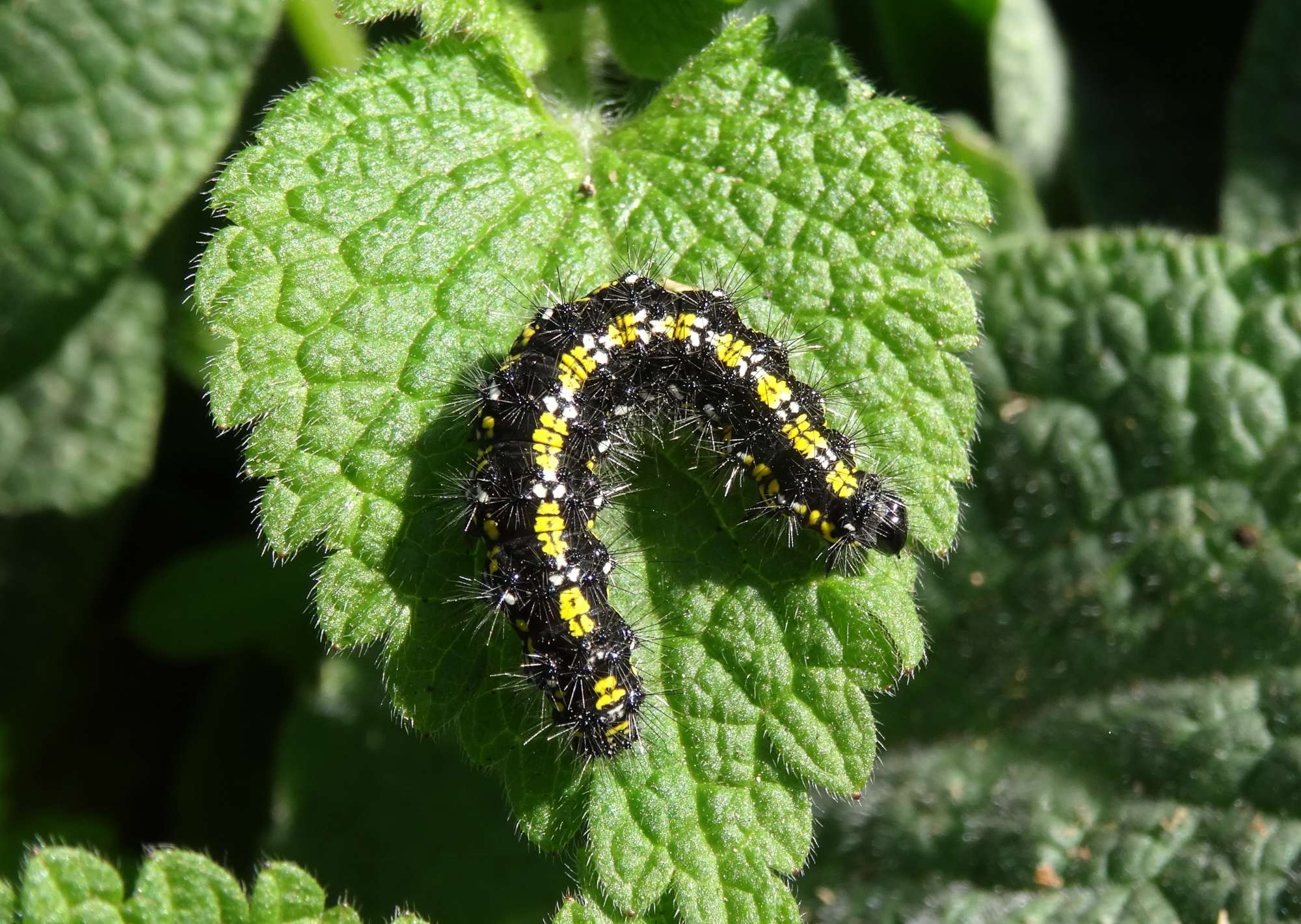 Scarlet Tiger (Callimorpha dominula) photographed in Somerset by Christopher Iles