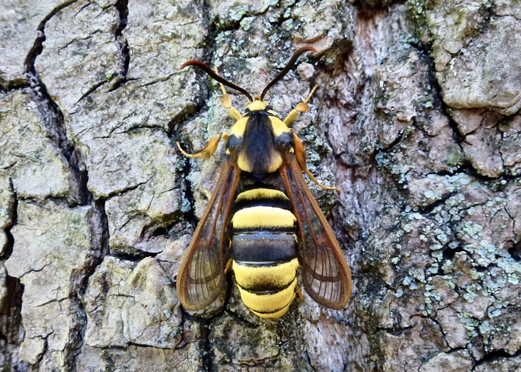 Hornet Moth (Sesia apiformis) photographed in Somerset by Paul Wilkins