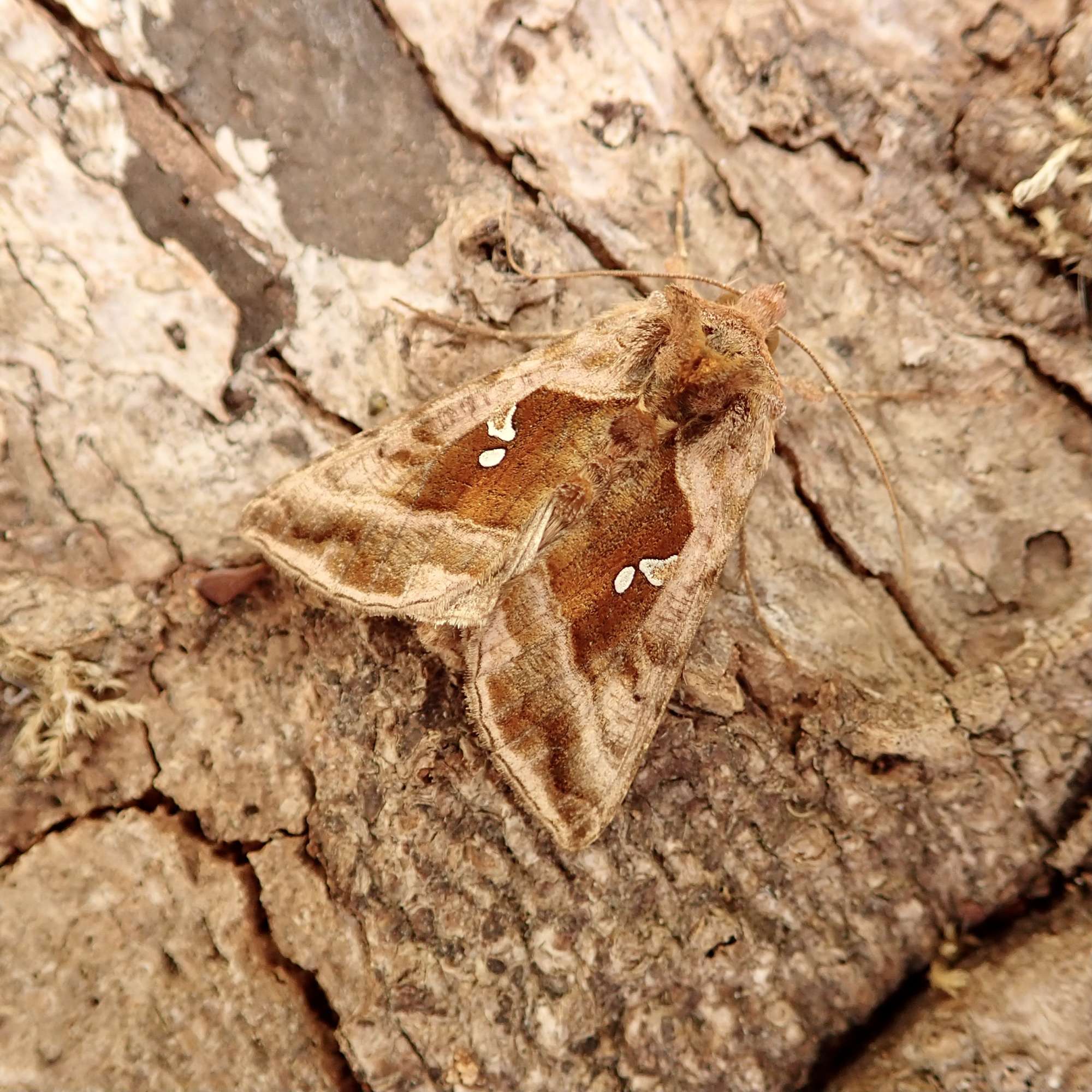 Plain Golden Y (Autographa jota) photographed in Somerset by Sue Davies