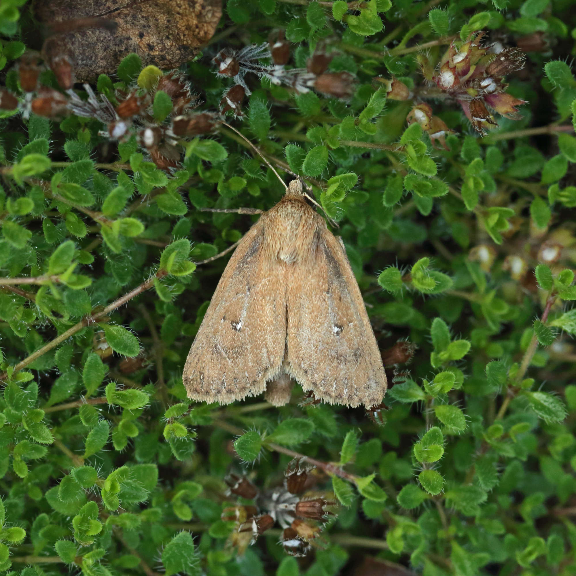 Twin-spotted Wainscot (Lenisa geminipuncta) photographed in Somerset by Nigel Voaden