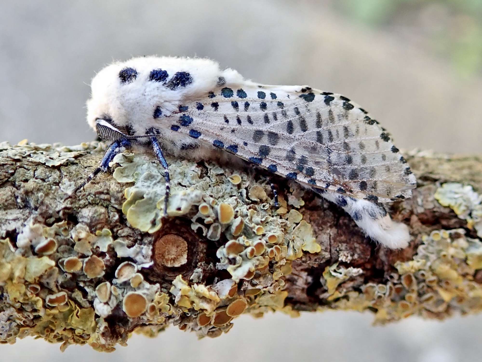 Leopard Moth Somerset Moths