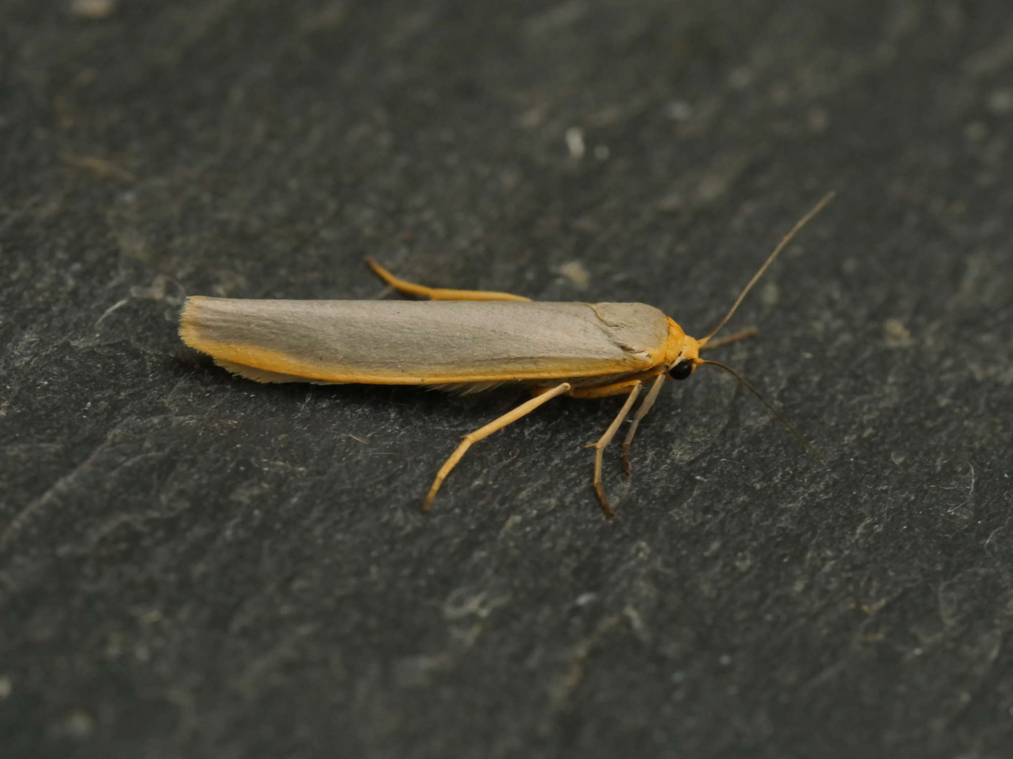 Scarce Footman (Eilema complana) photographed in Somerset by Jenny Vickers