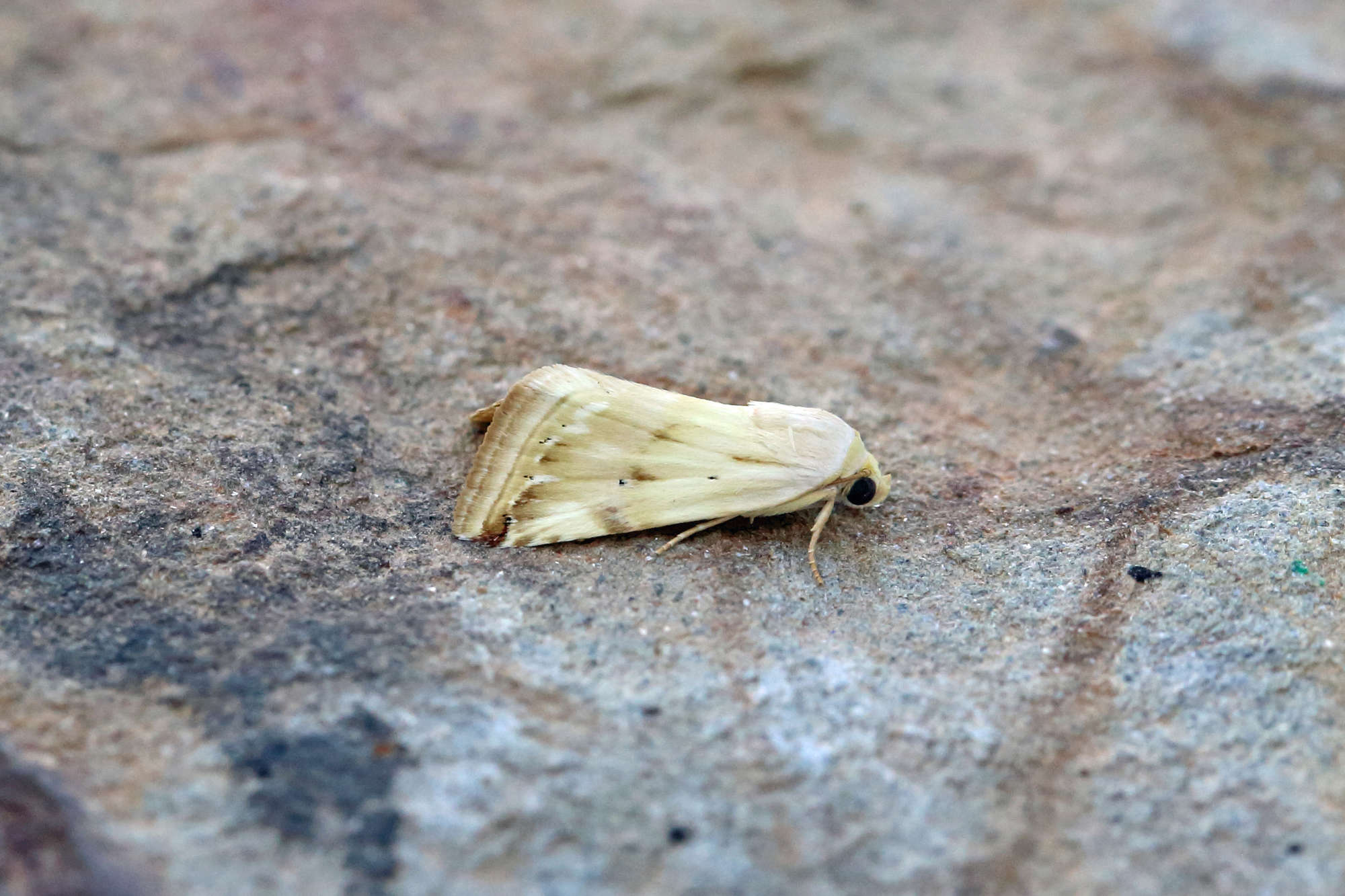 Purple Marbled (Eublemma ostrina) photographed in Somerset by Nigel Voaden