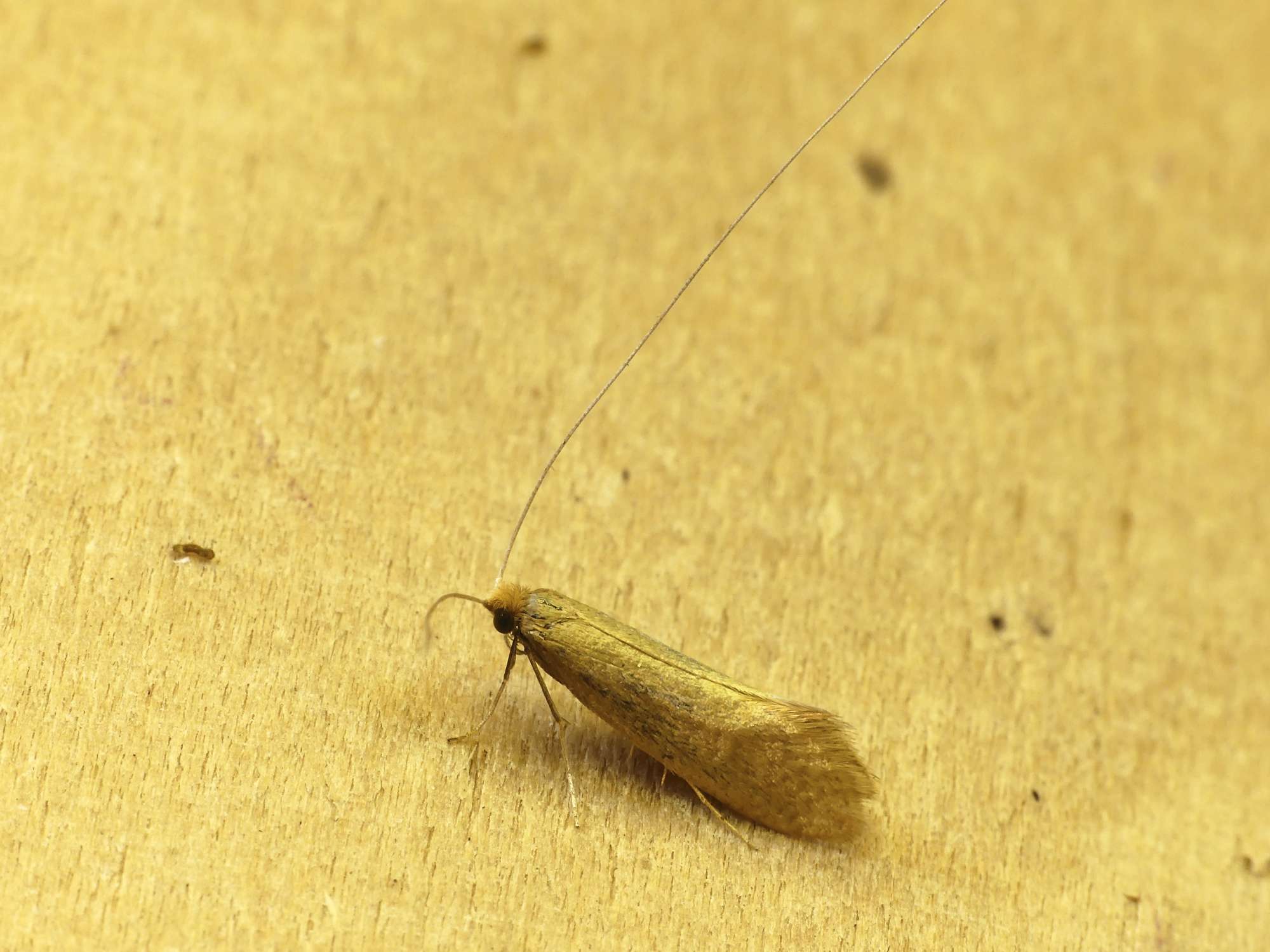 Large Long-horn (Nematopogon swammerdamella) photographed in Somerset by Paul Wilkins