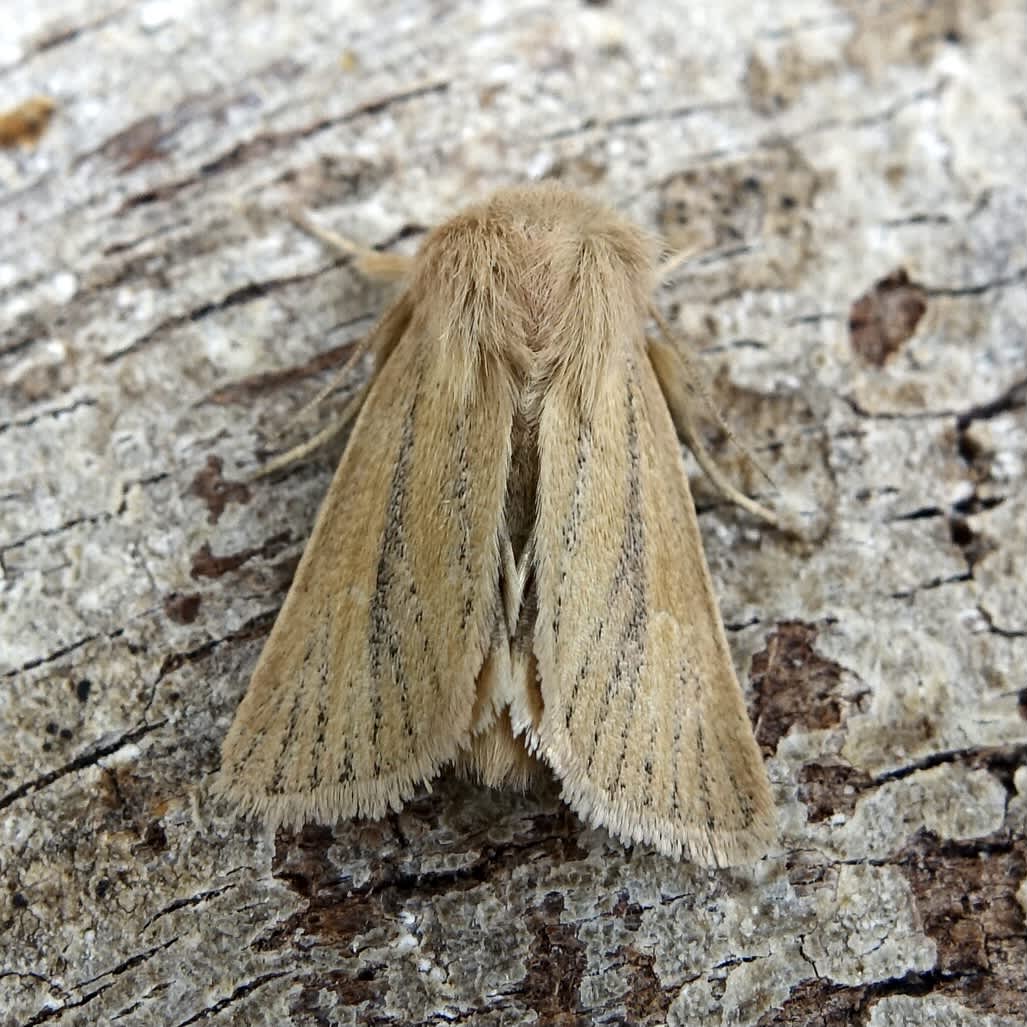 Small Wainscot (Denticucullus pygmina) photographed in Somerset by Sue Davies