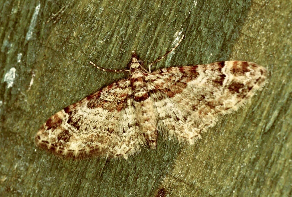 Double-striped Pug (Gymnoscelis rufifasciata) photographed in Somerset by John Connolly