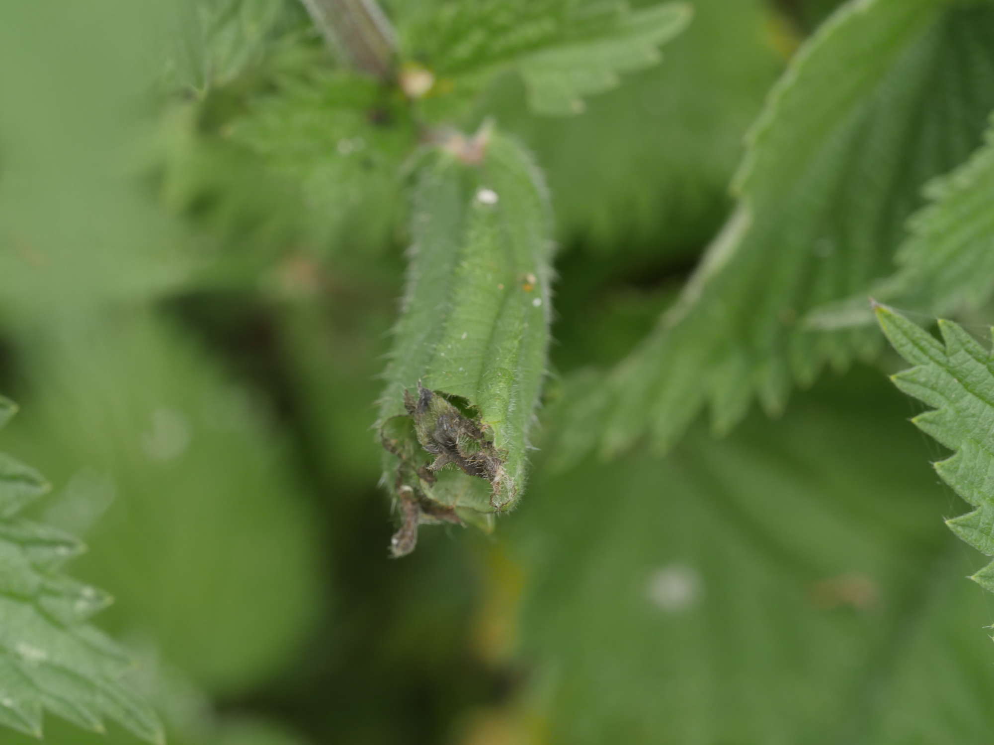 Mother of Pearl (Patania ruralis) photographed in Somerset by Jenny Vickers