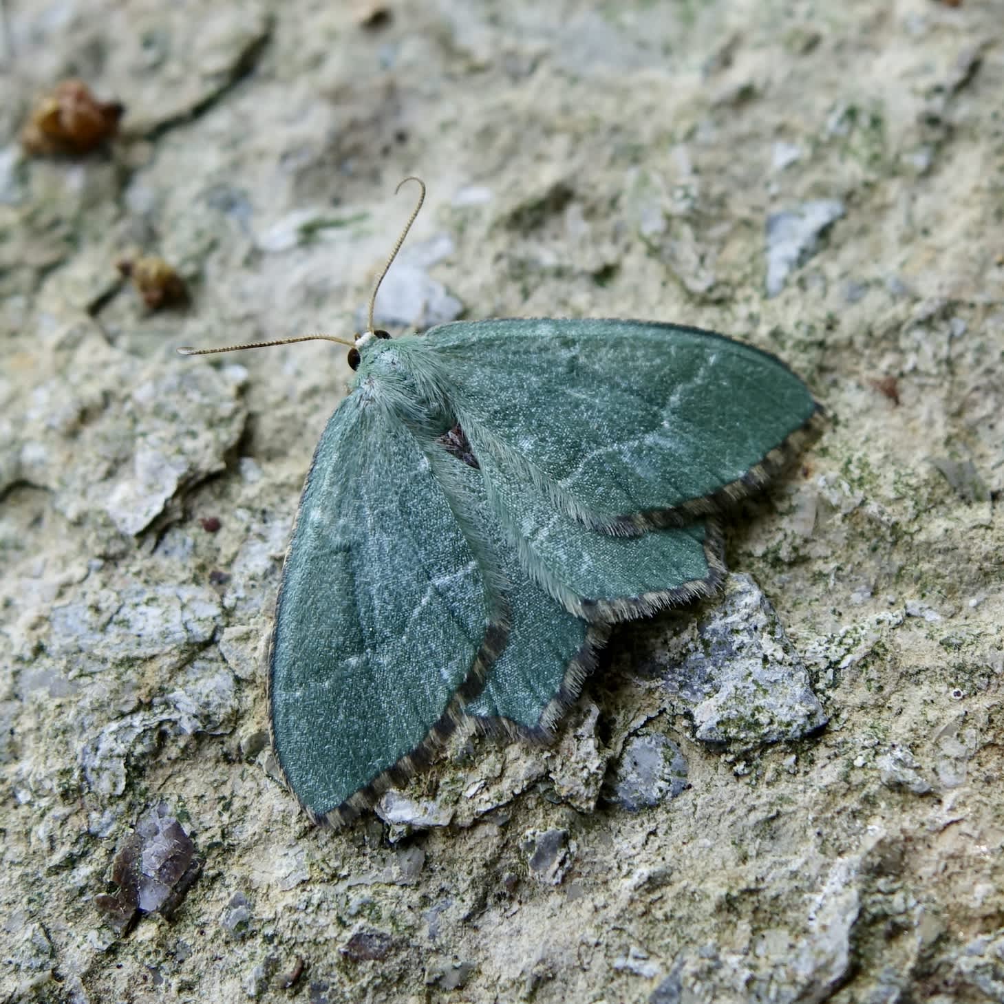 Common Emerald (Hemithea aestivaria) photographed in Somerset by Sue Davies