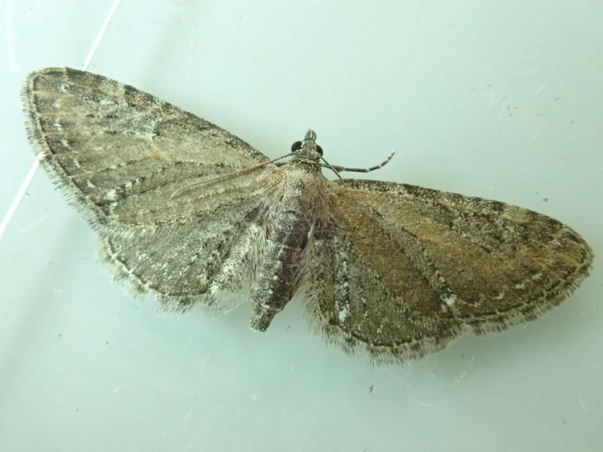 Common Pug (Eupithecia vulgata) photographed in Somerset by Christopher Iles