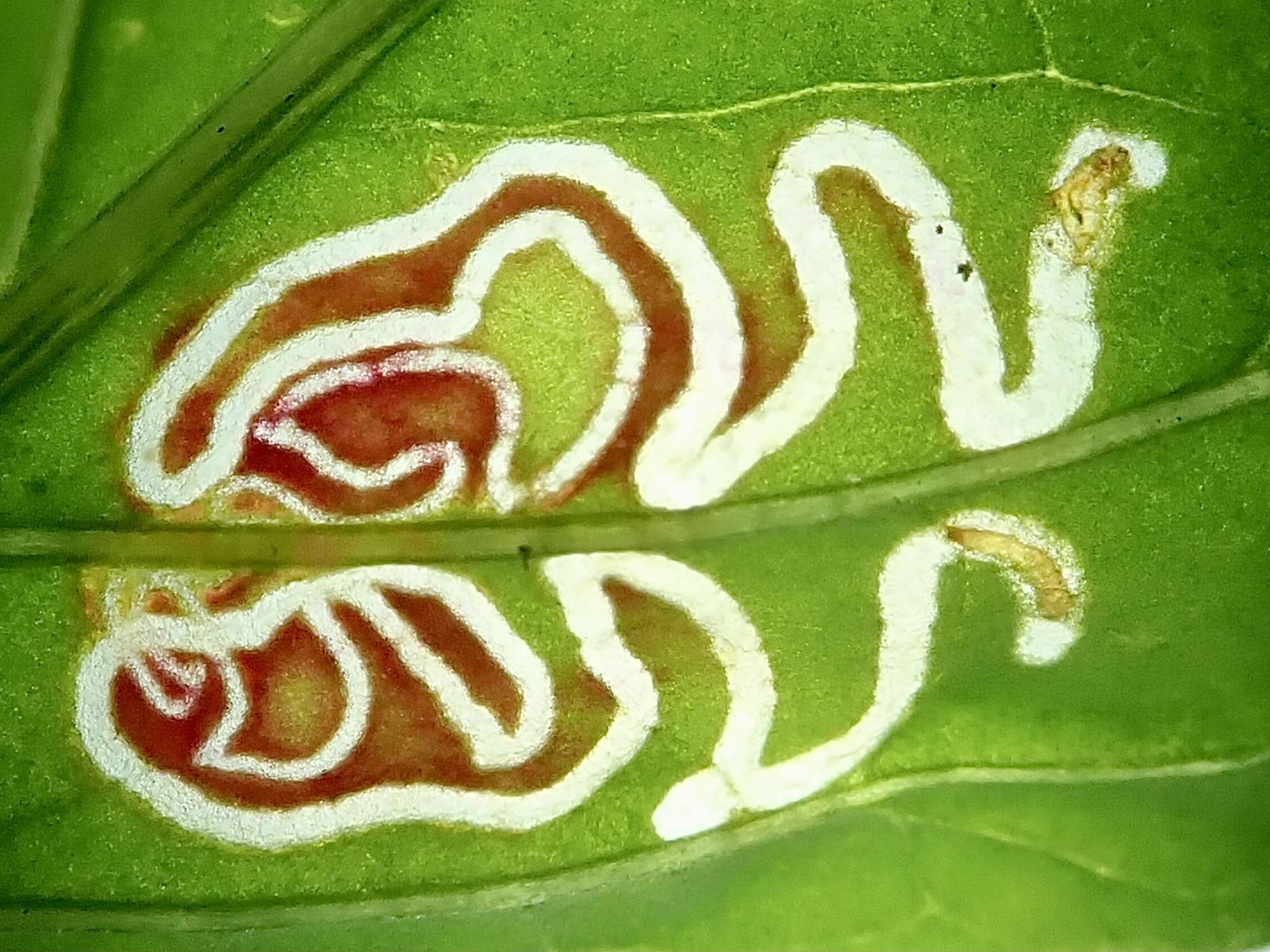 Flame Crest (Chrysoesthia drurella) photographed in Somerset by Sue Davies
