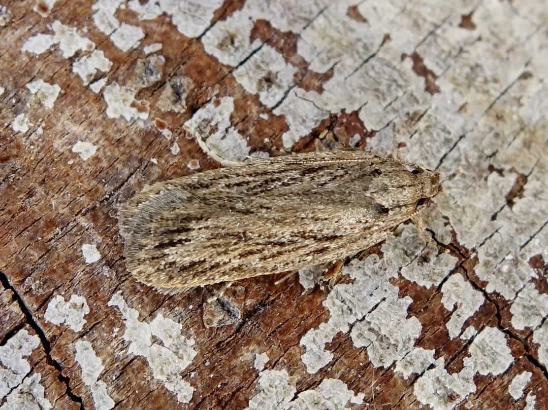 Parsnip Moth (Depressaria radiella) photographed in Somerset by Sue Davies