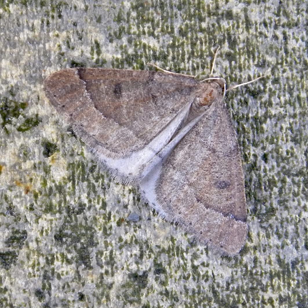 Early Moth (Theria primaria) photographed in Somerset by Sue Davies