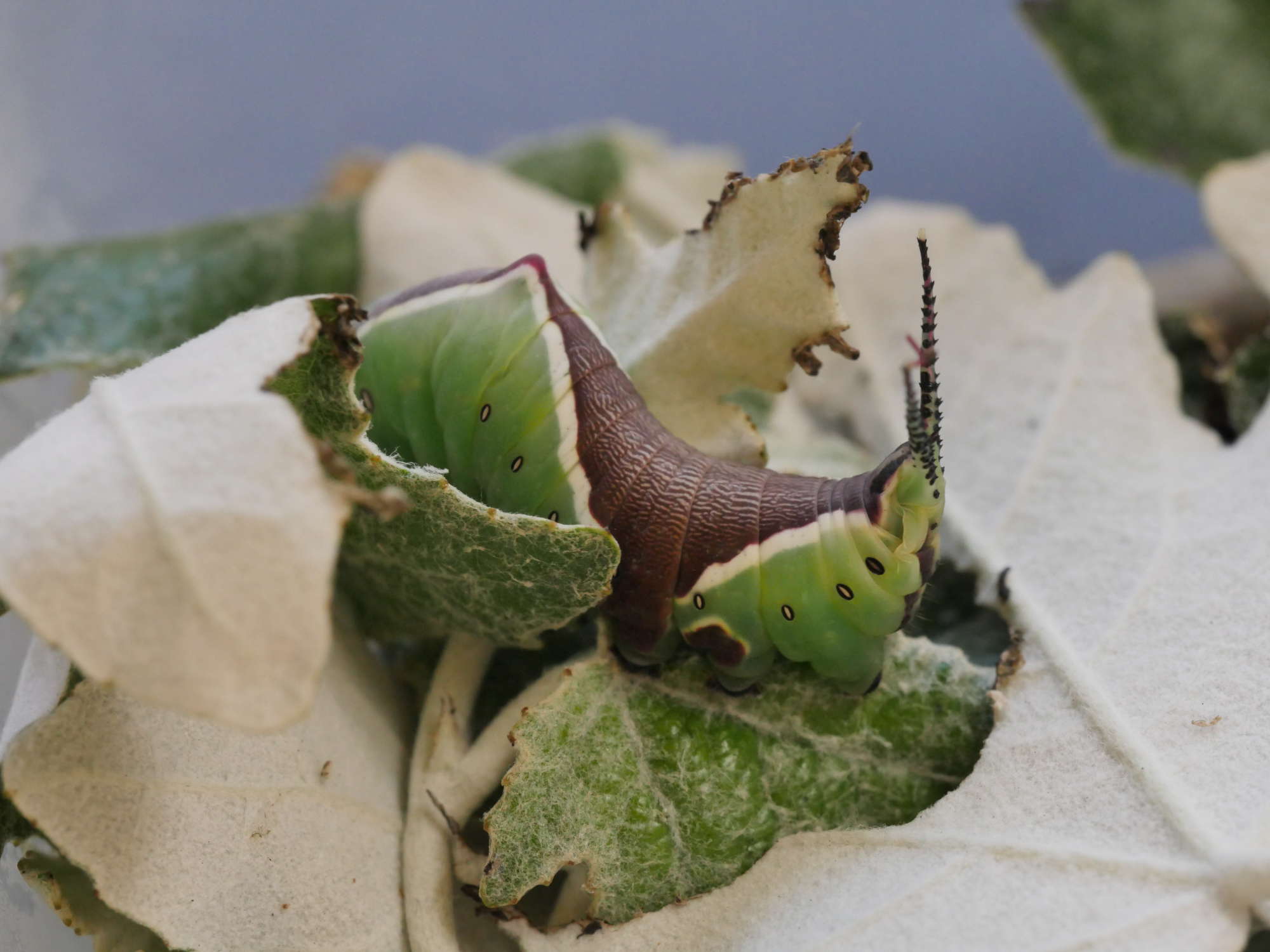 Puss Moth (Cerura vinula) photographed in Somerset by Jenny Vickers