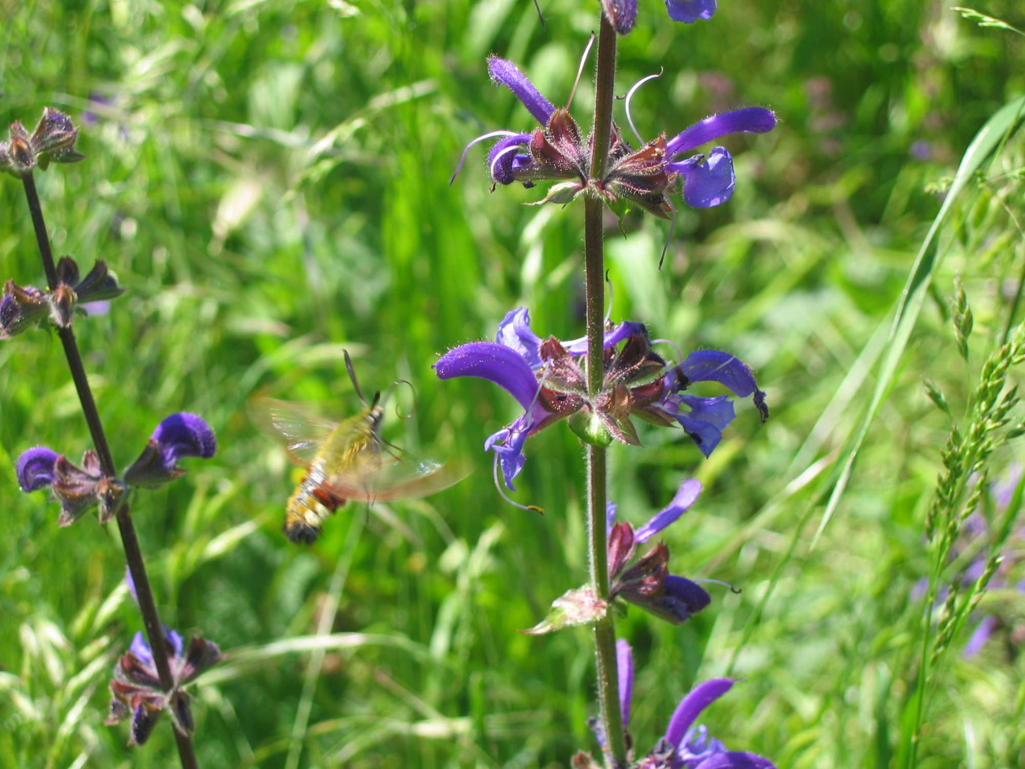 Broad-bordered Bee Hawk-moth (Hemaris fuciformis) photographed in Somerset by Christopher Iles