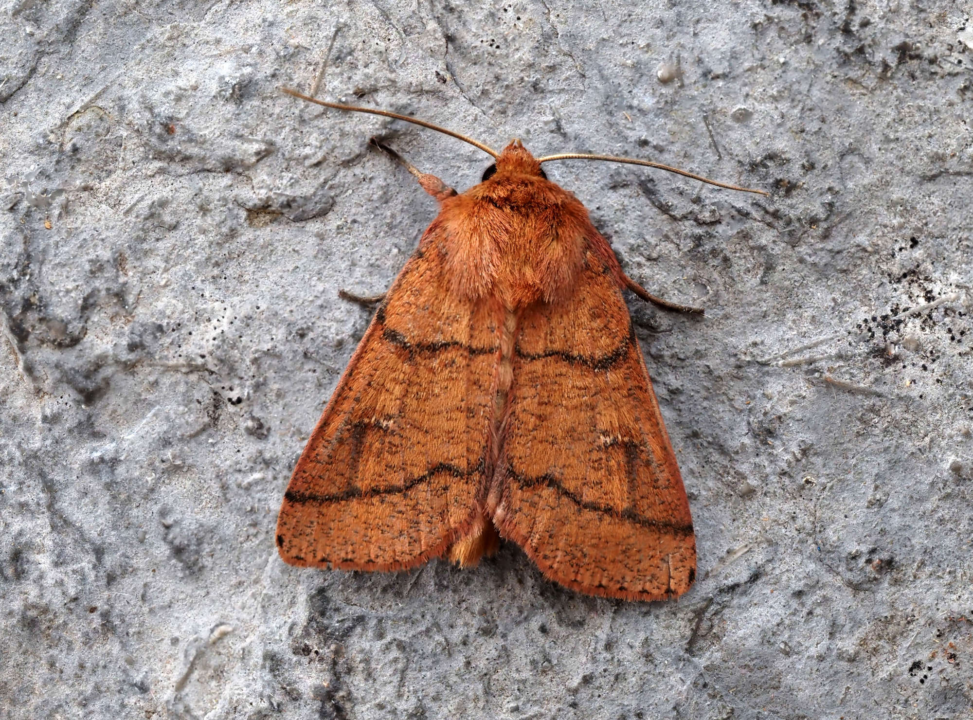 Double Line (Mythimna turca) photographed in Somerset by Steve Chapple