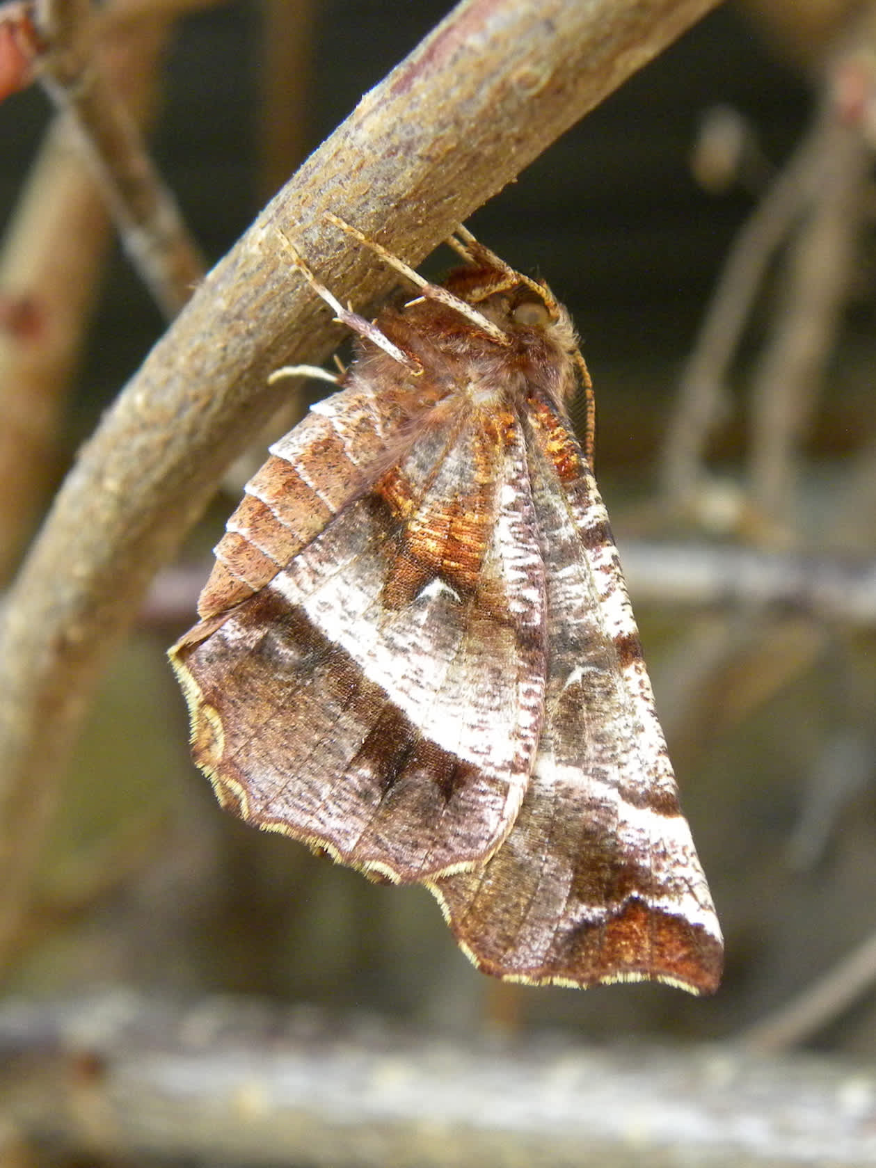 Early Thorn (Selenia dentaria) photographed in Somerset by Sue Davies