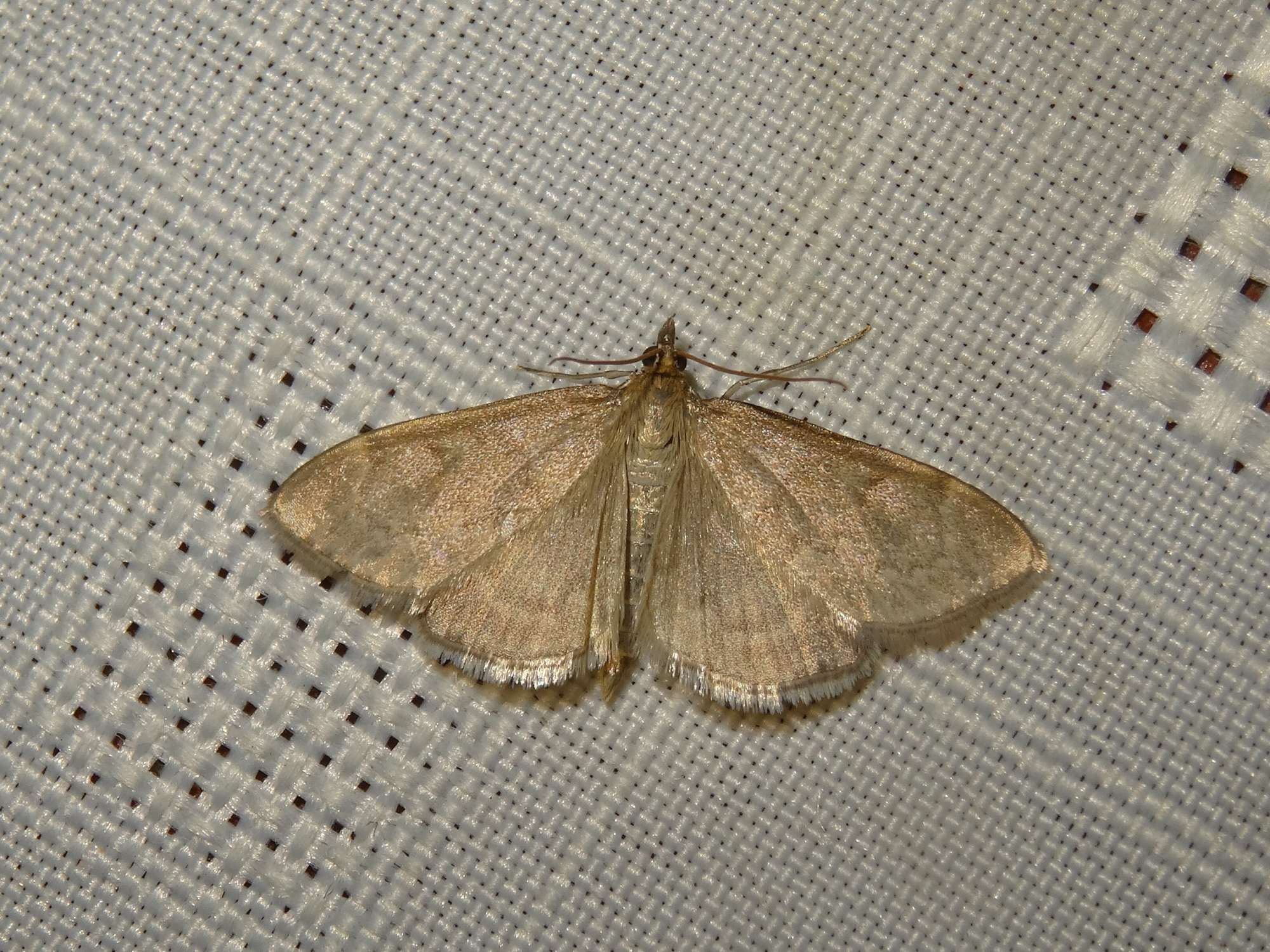 Mother of Pearl (Patania ruralis) photographed in Somerset by Christopher Iles