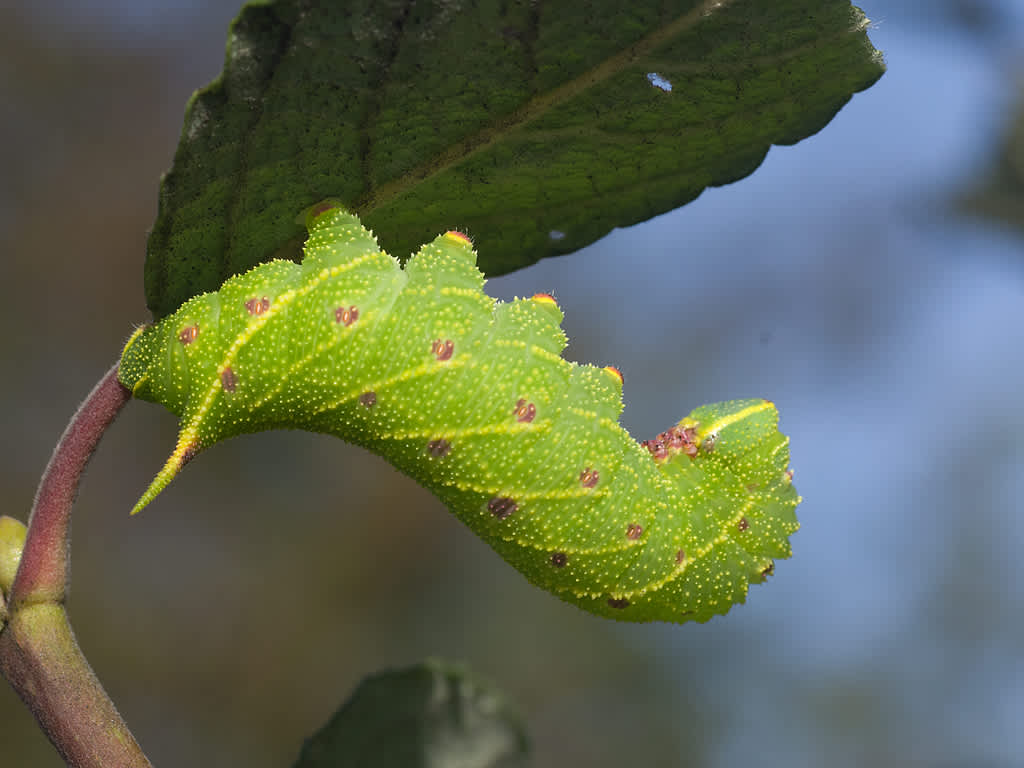 Poplar Hawk-moth (Laothoe populi) photographed in Somerset by John Bebbington