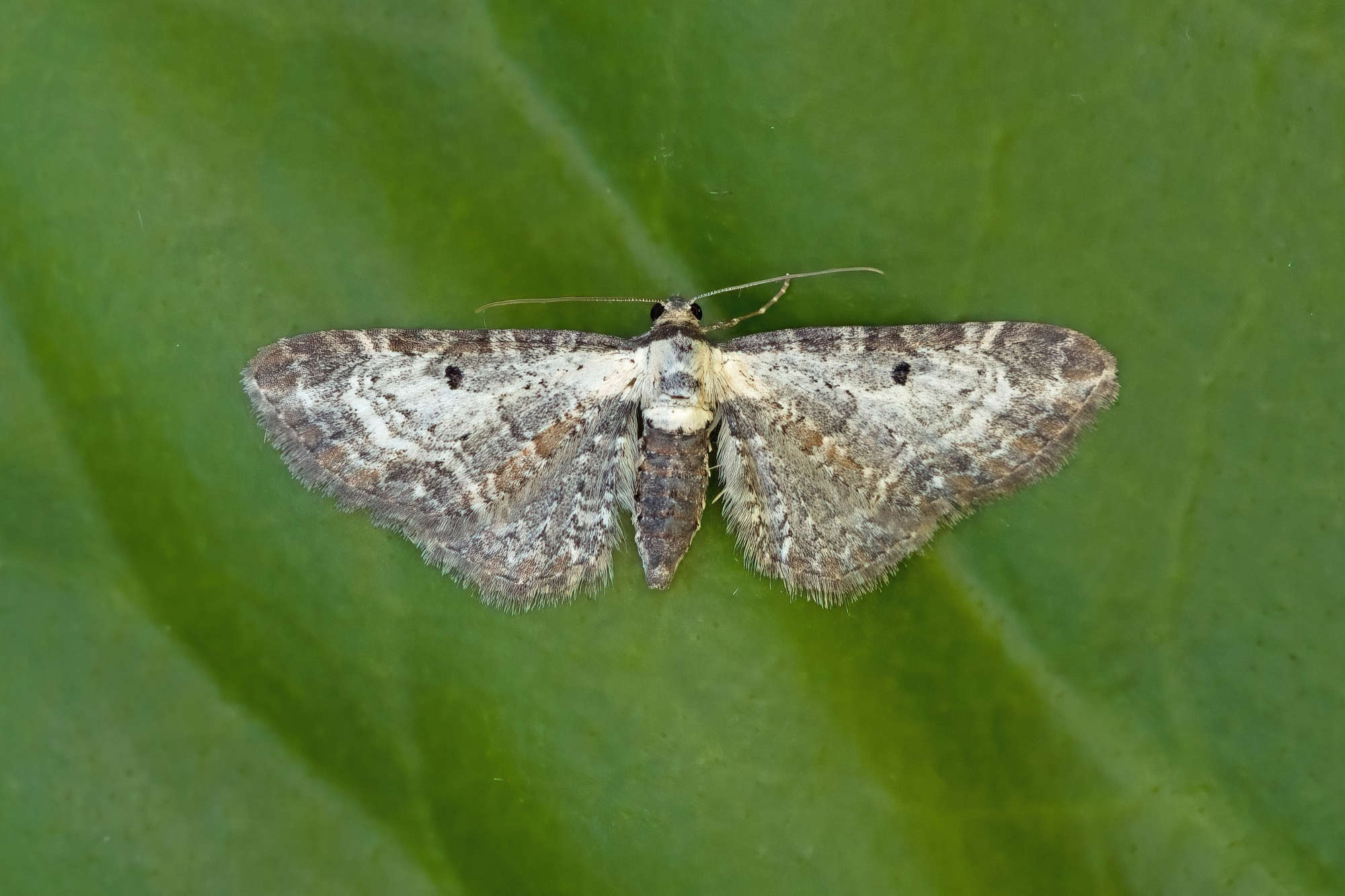 Bordered Pug (Eupithecia succenturiata) photographed in Somerset by Nigel Voaden