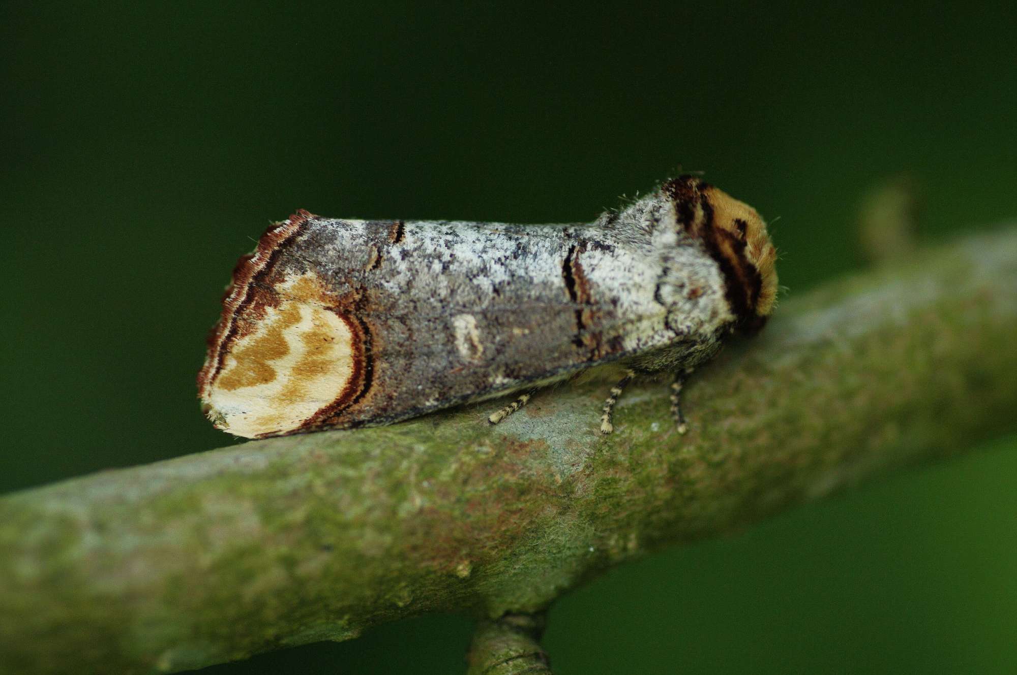 Buff-tip (Phalera bucephala) photographed in Somerset by John Connolly