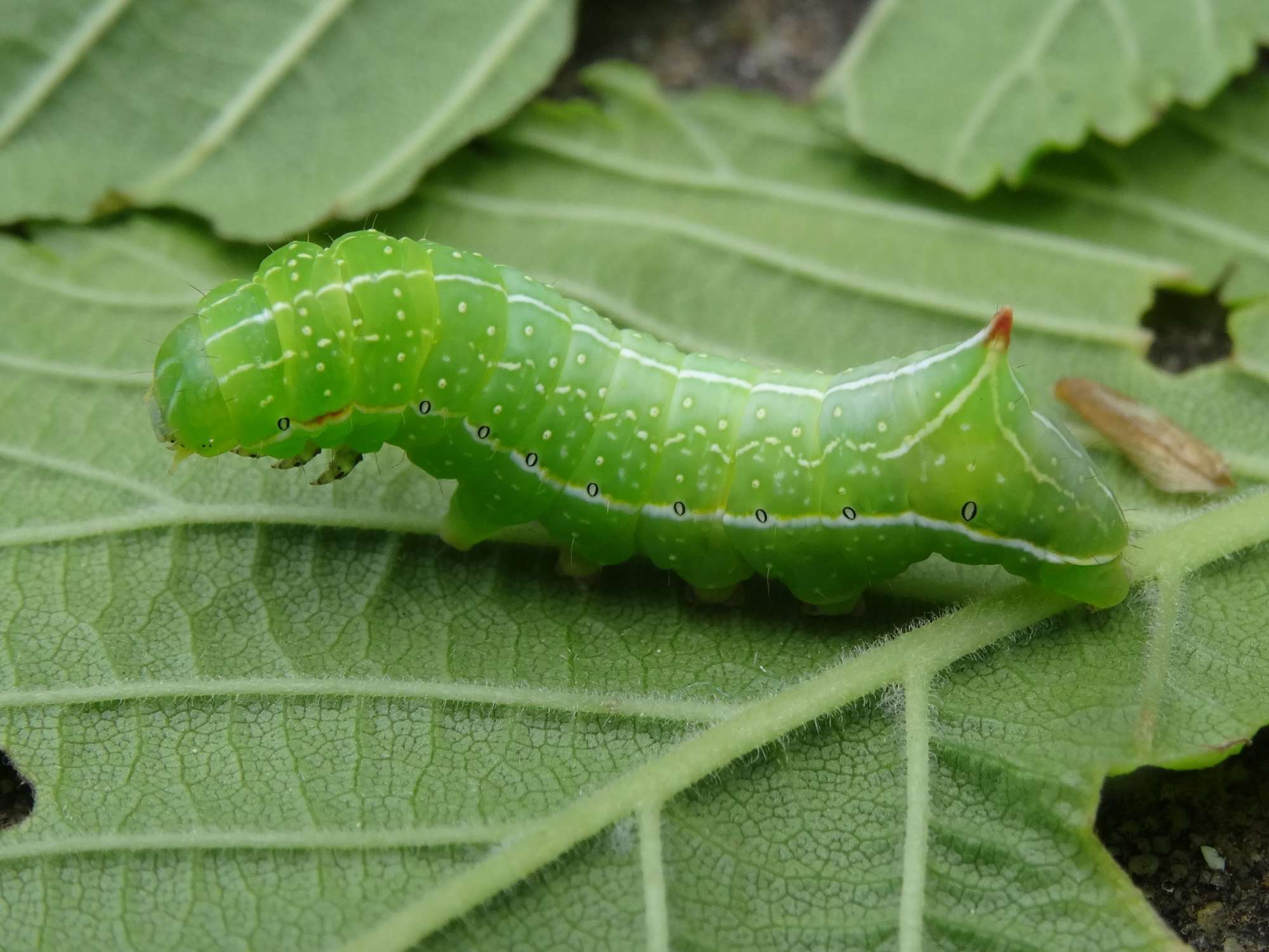 Svensson's Copper Underwing (Amphipyra berbera) photographed in Somerset by Christopher Iles