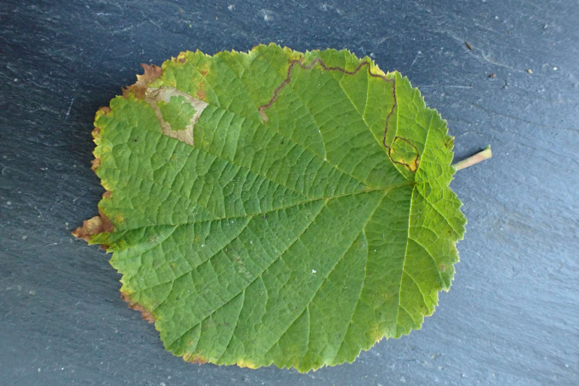 Red Hazel Midget (Phyllonorycter nicellii) photographed in Somerset by Jenny Vickers