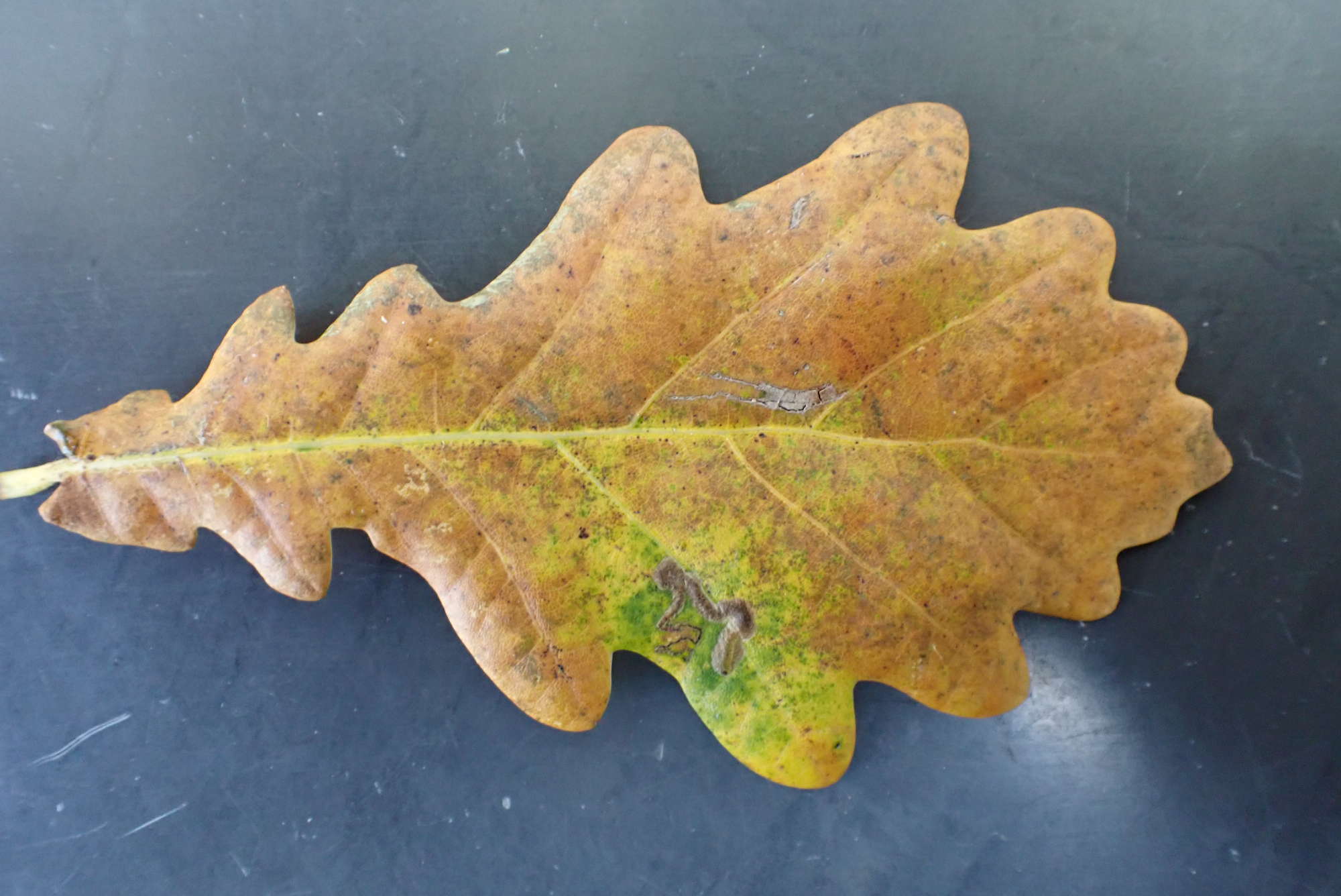 Black-headed Pigmy (Stigmella atricapitella) photographed in Somerset by Jenny Vickers