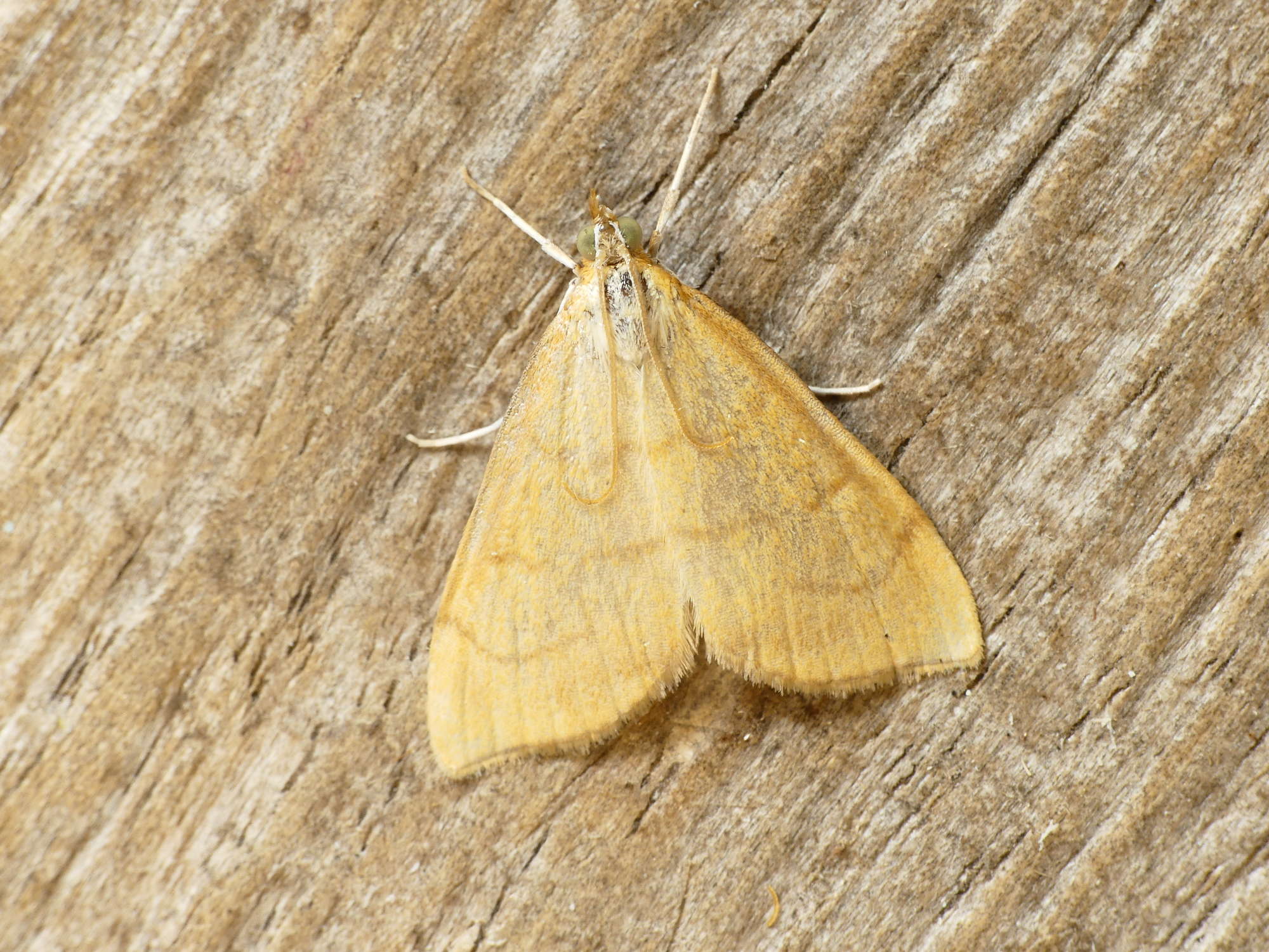 Ochreous Pearl (Anania crocealis) photographed in Somerset by Paul Wilkins