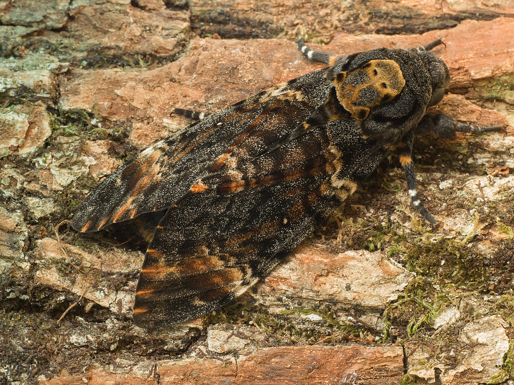 Death's-head Hawk-moth (Acherontia atropos) photographed in Somerset by John Bebbington