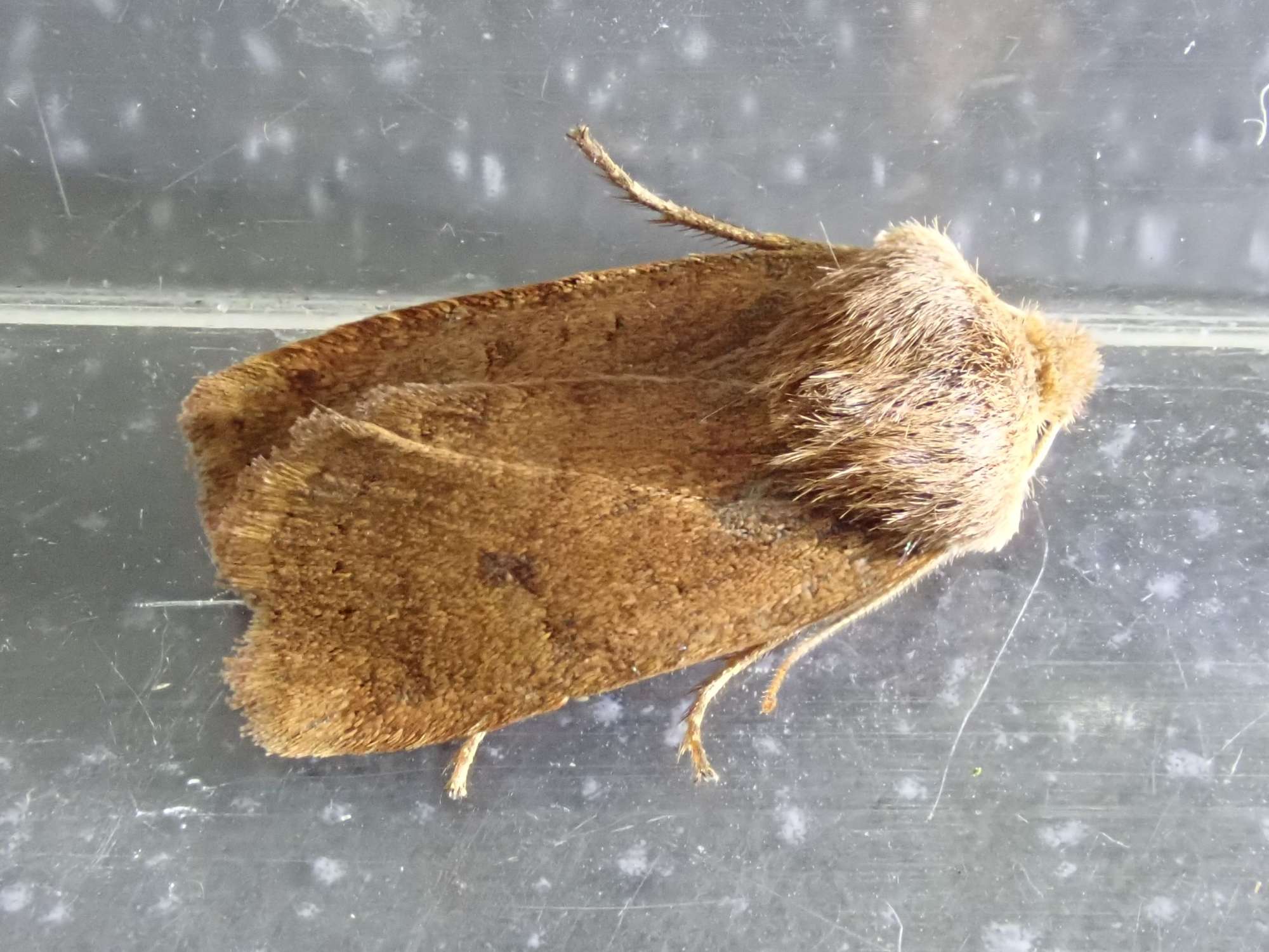 The Chestnut (Conistra vaccinii) photographed in Somerset by Christopher Iles