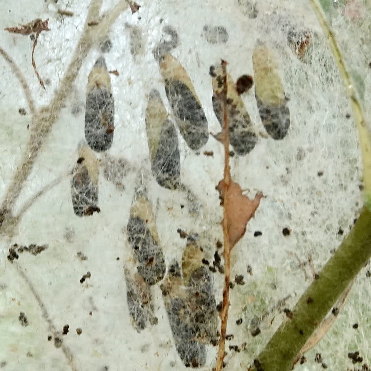 Willow Ermine (Yponomeuta rorrella) photographed in Somerset by Sue Davies