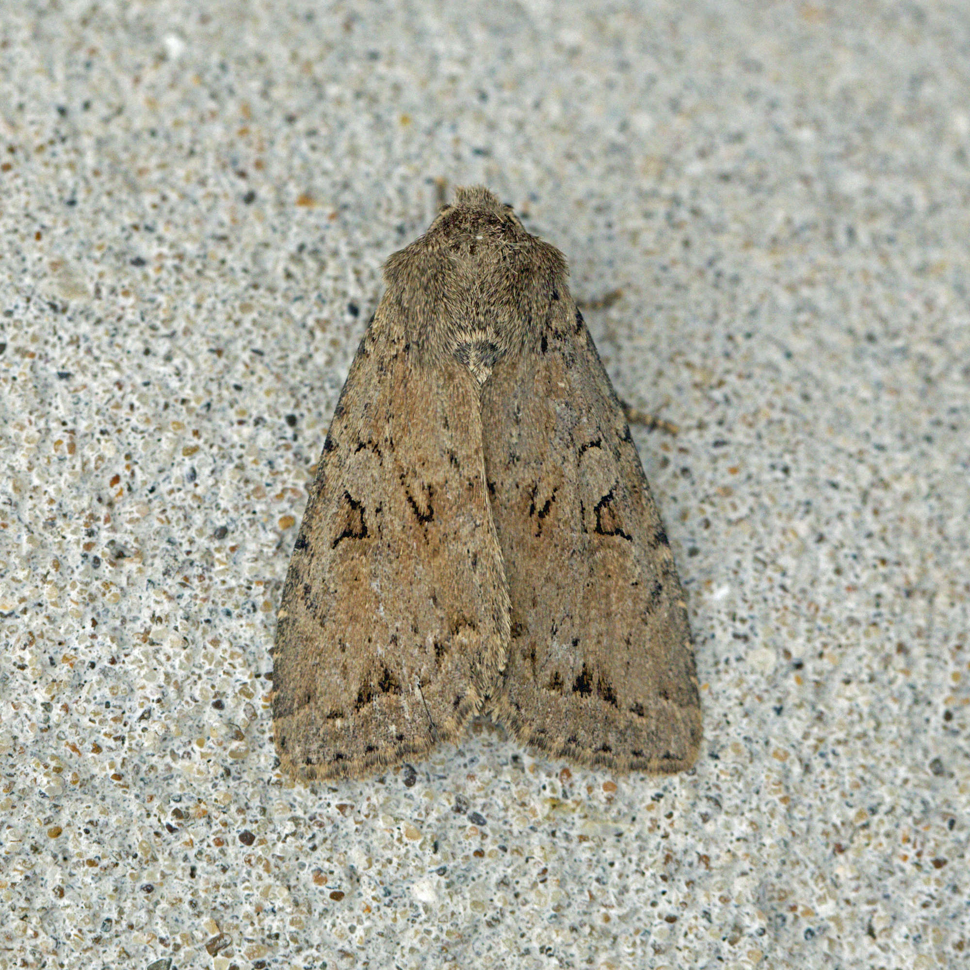 Dingy Shears (Apterogenum ypsillon) photographed in Somerset by Nigel Voaden