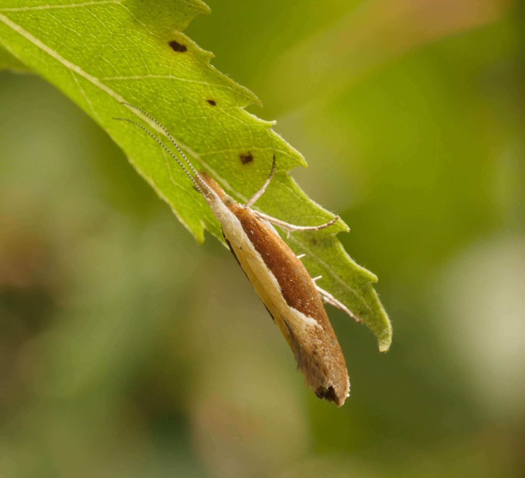 Honeysuckle Moth (Ypsolopha dentella) photographed in Somerset by Jenny Vickers