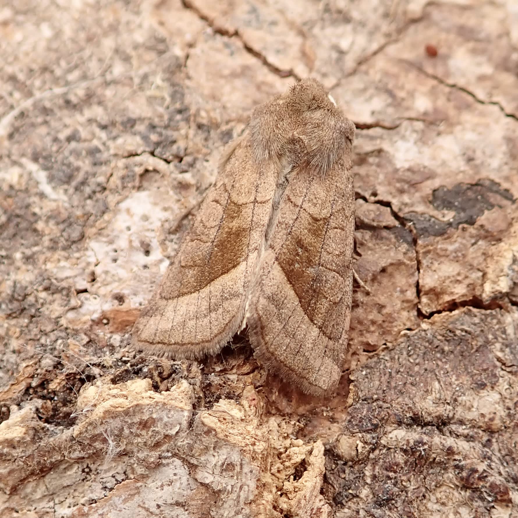 Rosy Rustic (Hydraecia micacea) photographed in Somerset by Sue Davies