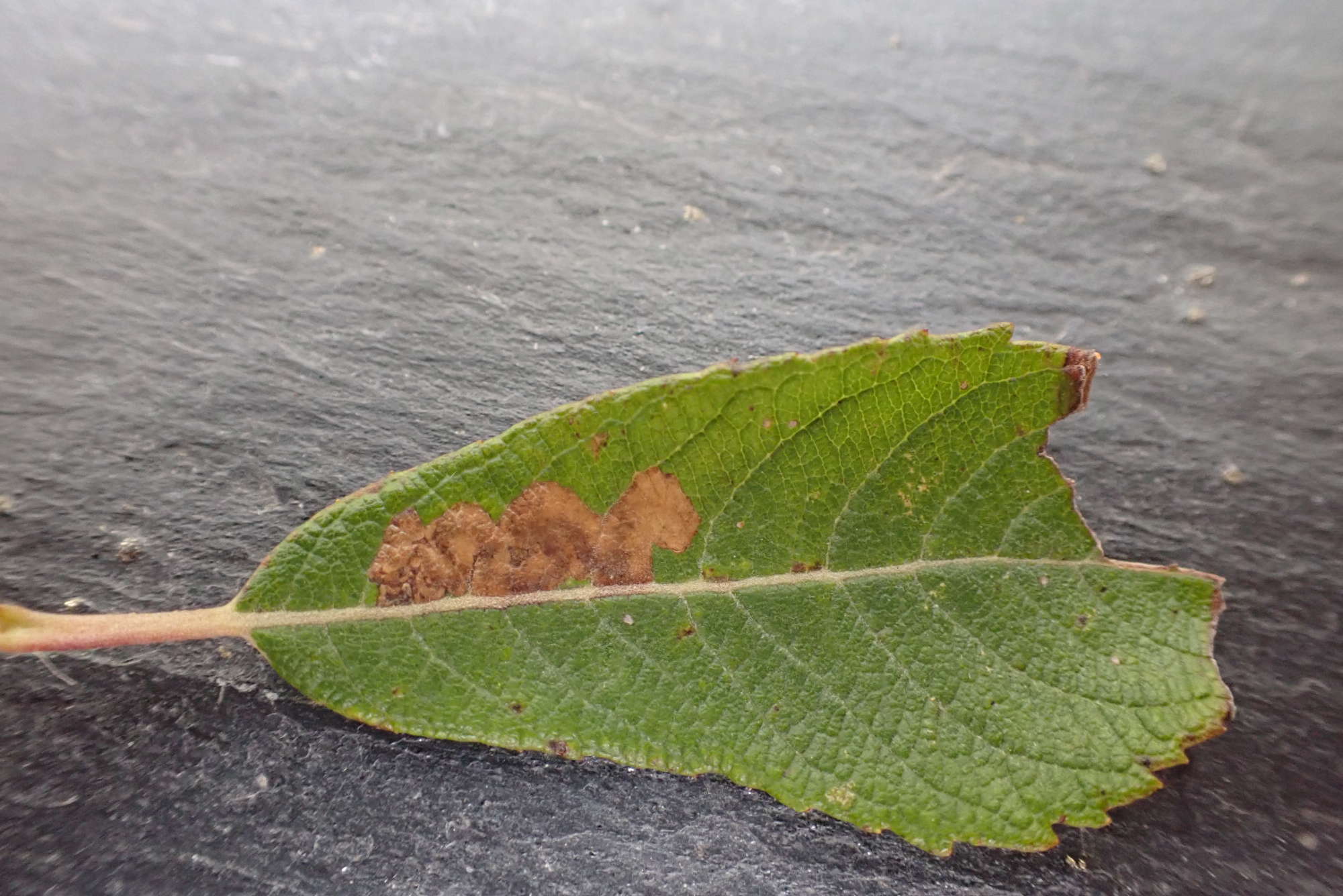 Sallow Pigmy (Stigmella salicis) photographed in Somerset by Jenny Vickers