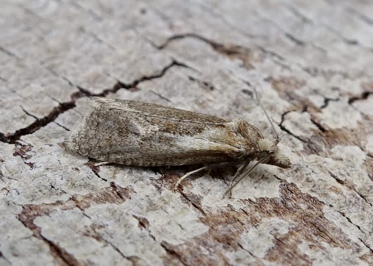 Plain Conch (Phtheochroa inopiana) photographed in Somerset by Sue Davies