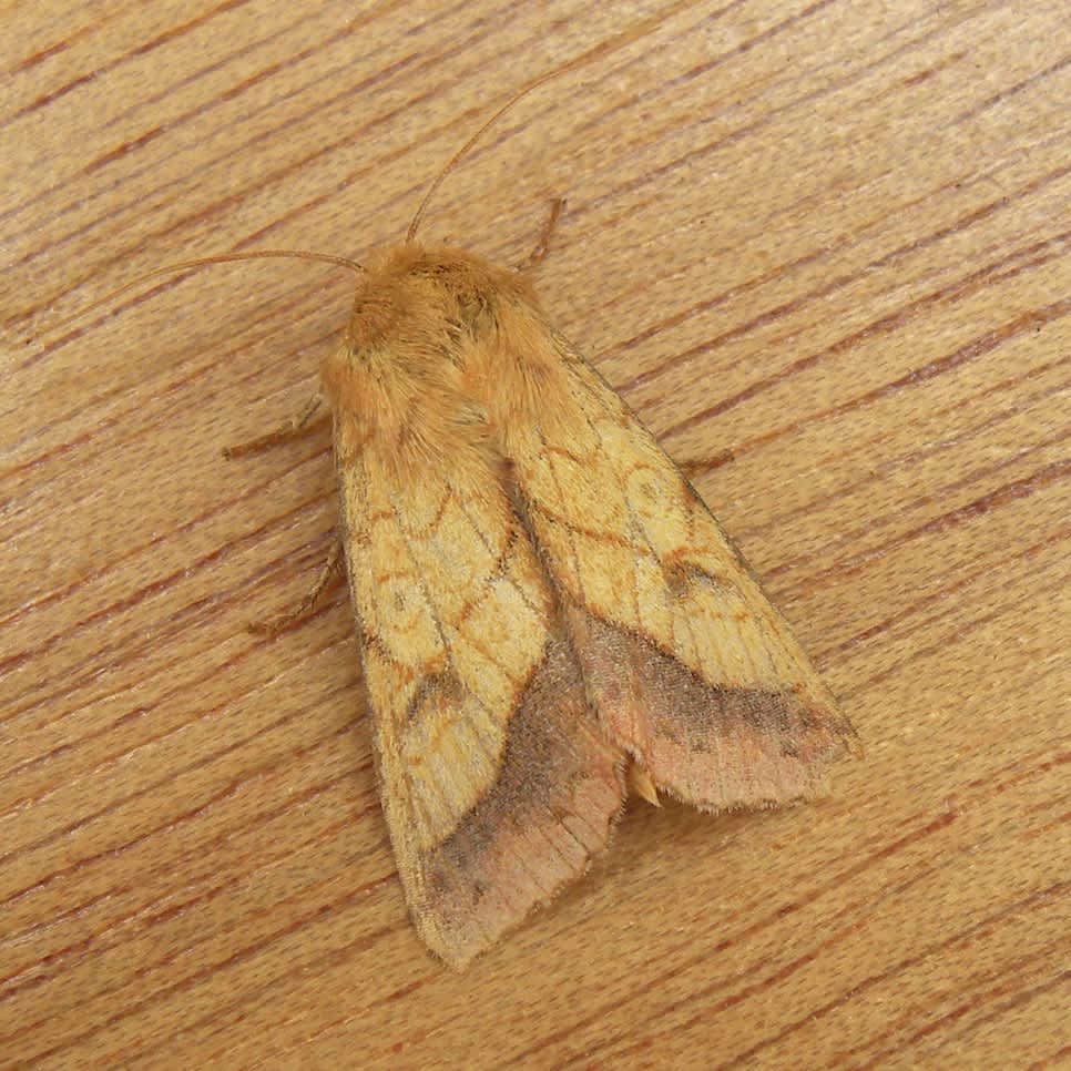 Bordered Sallow (Pyrrhia umbra) photographed in Somerset by Sue Davies