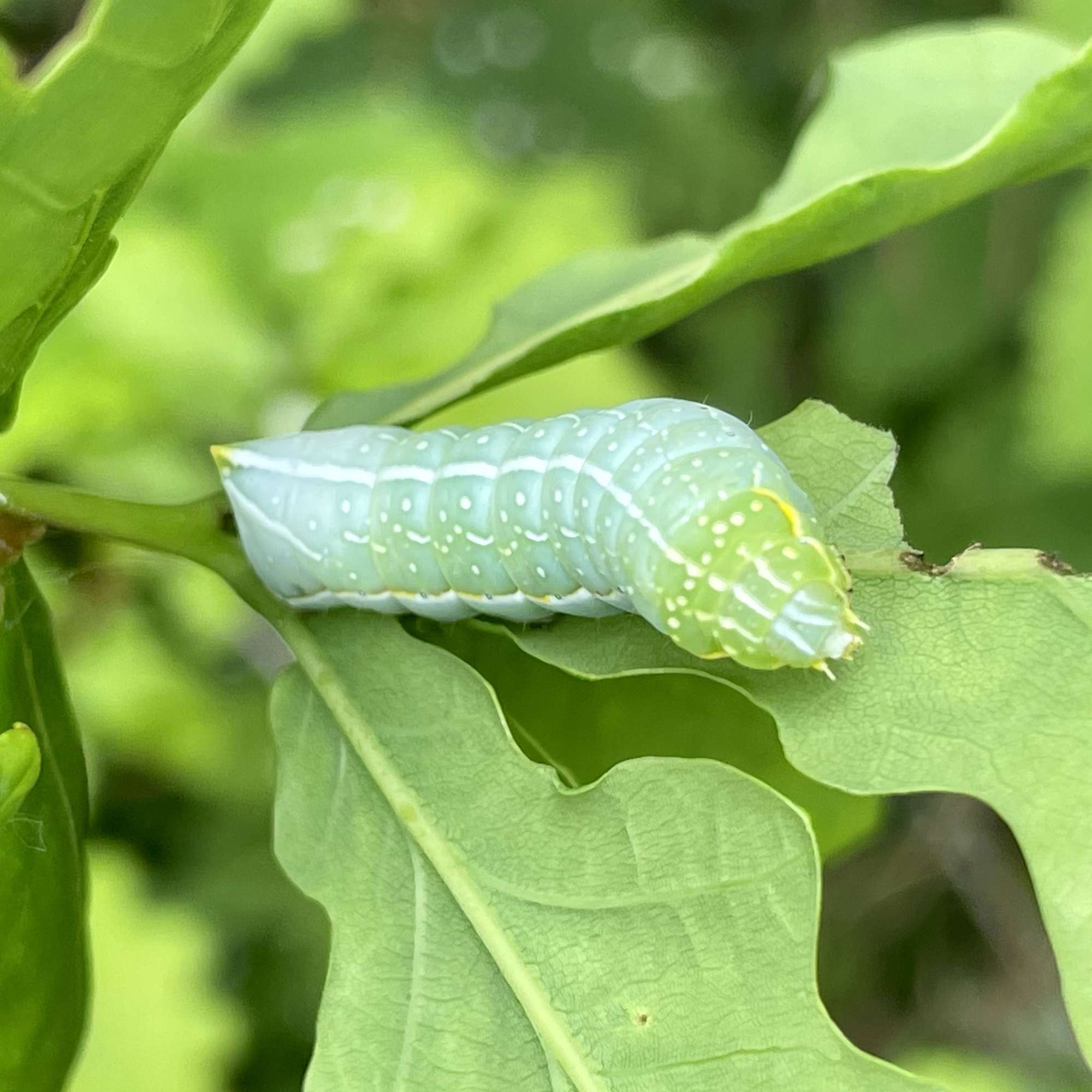 Copper Underwing (Amphipyra pyramidea) photographed in Somerset by Sue Davies