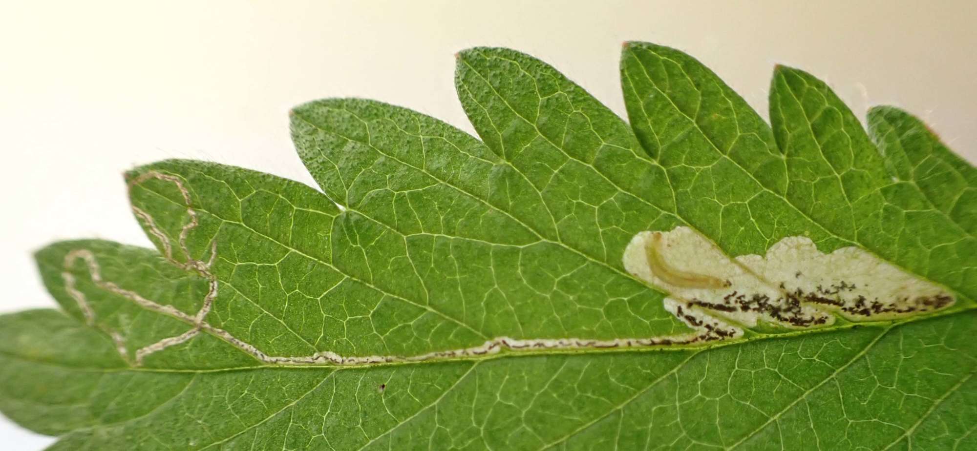 Brassy Pigmy (Stigmella aeneofasciella) photographed in Somerset by Jenny Vickers