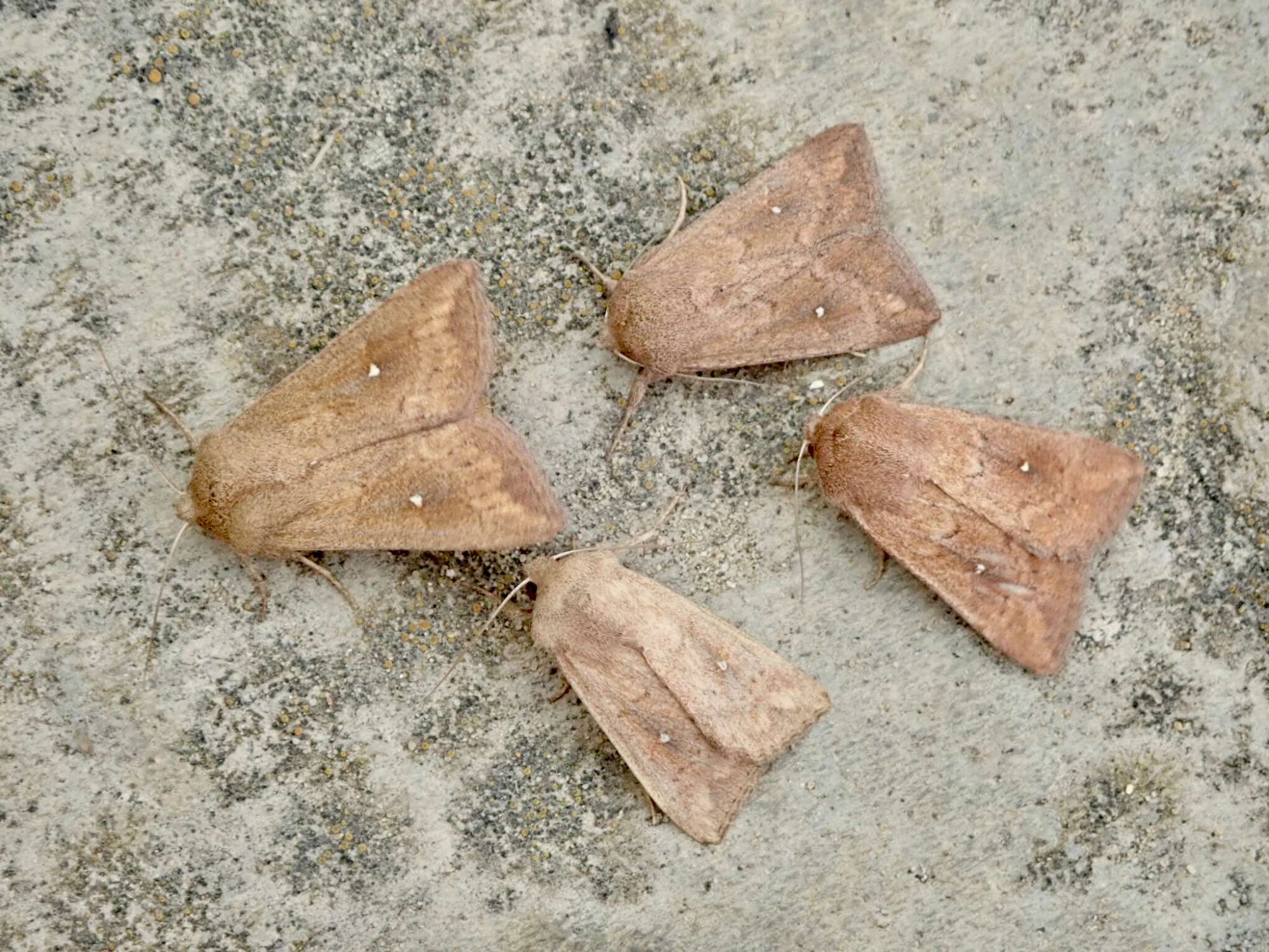 White-point (Mythimna albipuncta) photographed in Somerset by Sue Davies