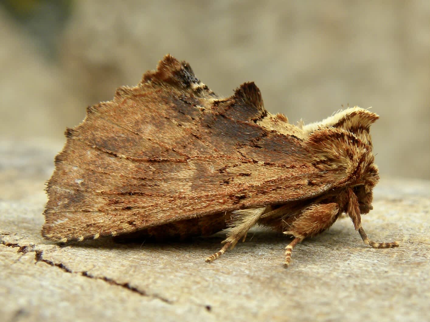 Coxcomb Prominent (Ptilodon capucina) photographed in Somerset by Sue Davies