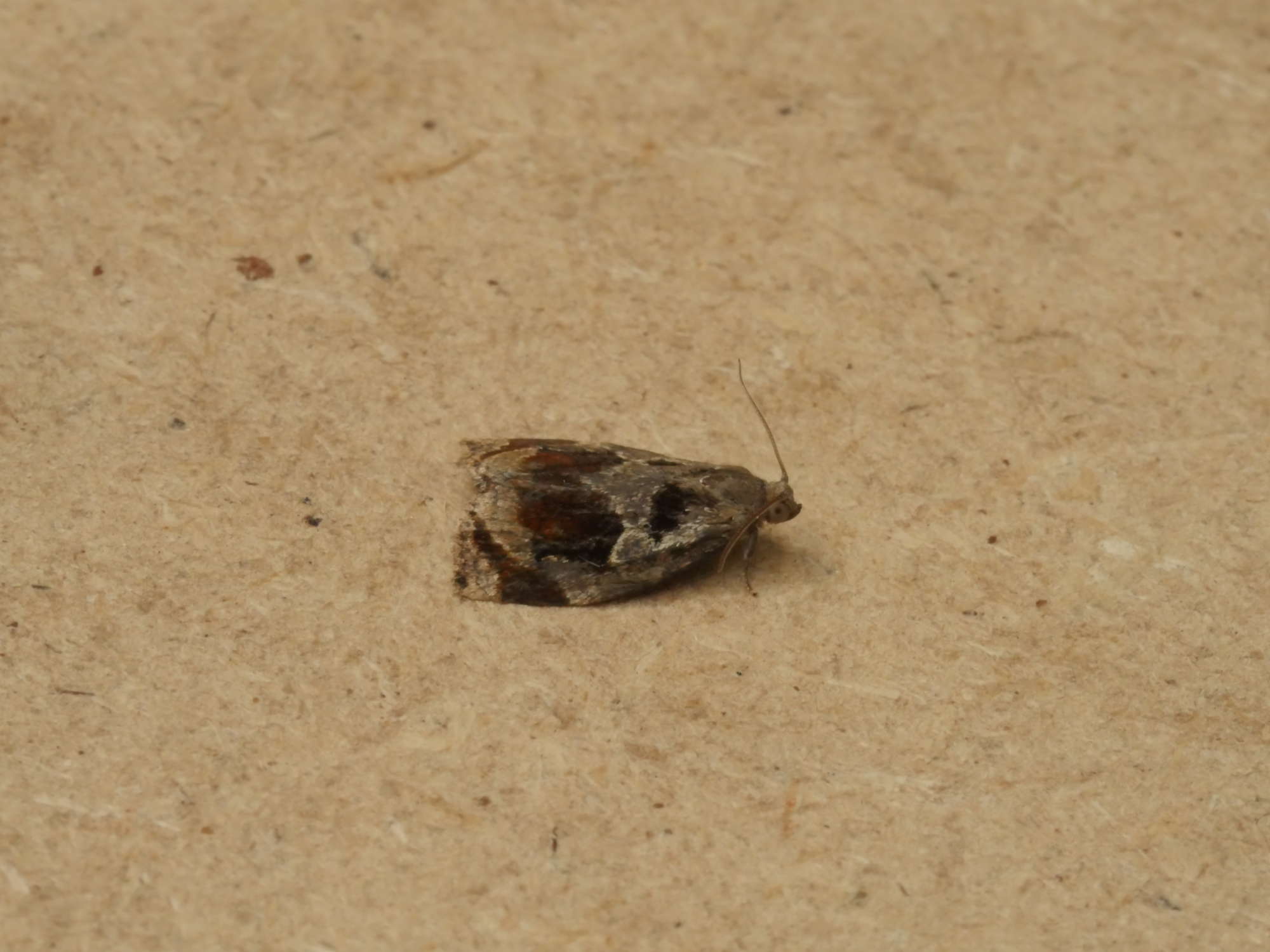 Brown Oak Tortrix (Archips crataegana) photographed in Somerset by Jenny Vickers