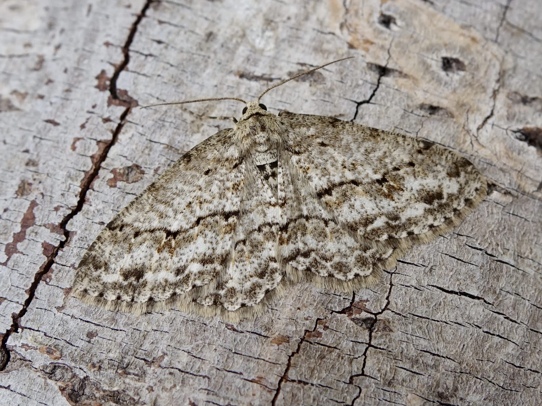 The Engrailed (Ectropis crepuscularia) photographed in Somerset by Sue Davies