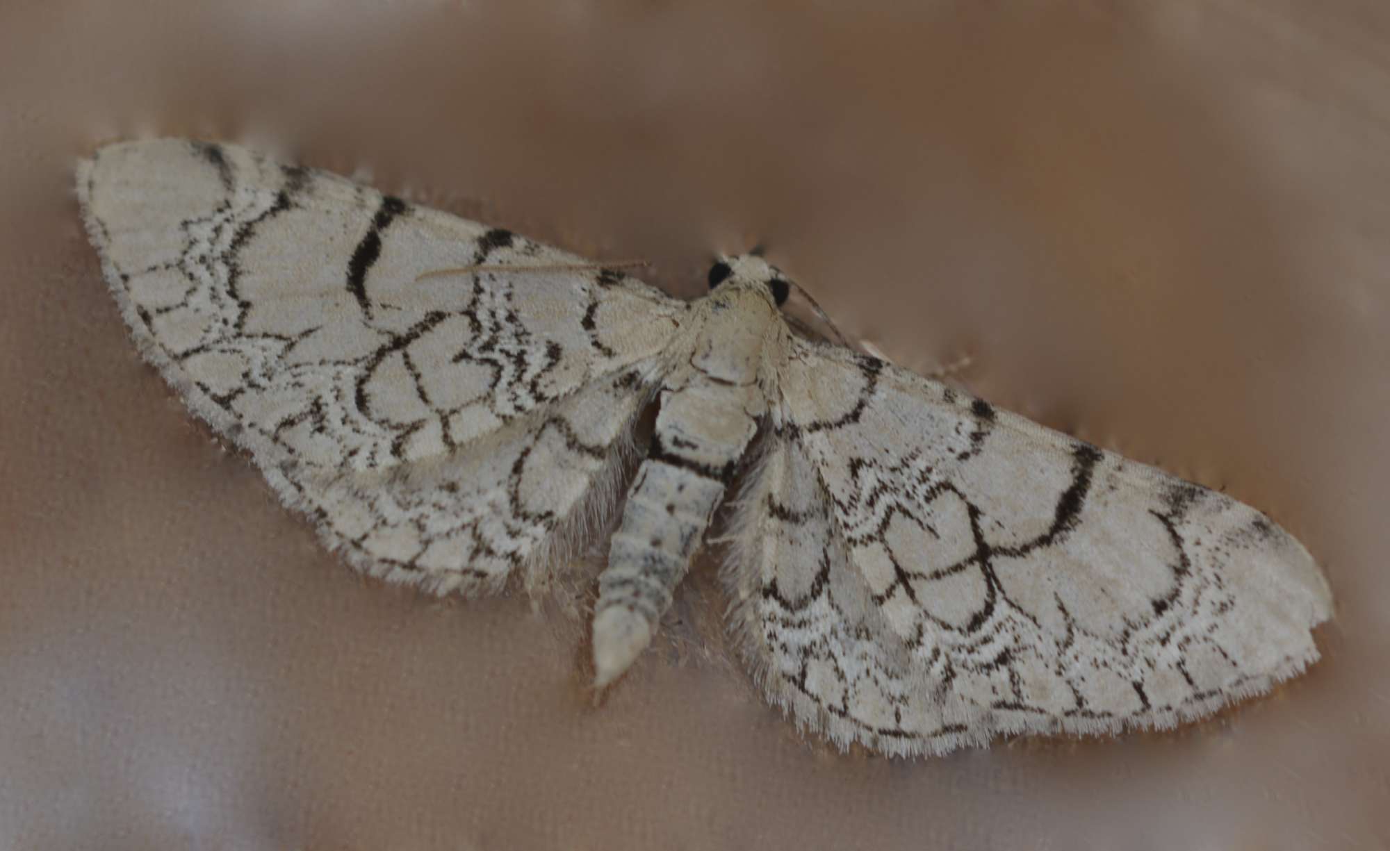 Netted Pug (Eupithecia venosata) photographed in Somerset by Sue Davies