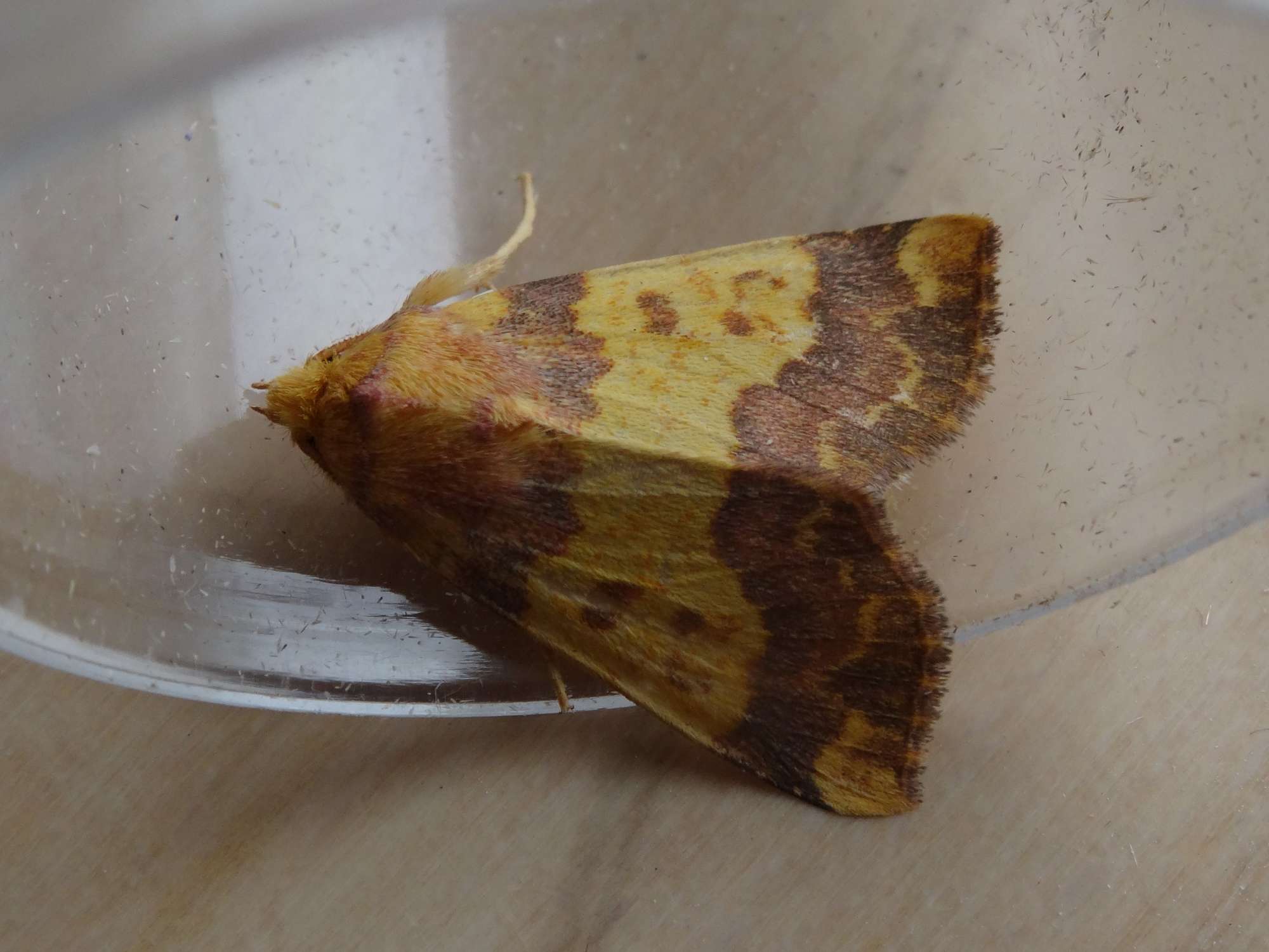 Barred Sallow (Tiliacea aurago) photographed in Somerset by Christopher Iles