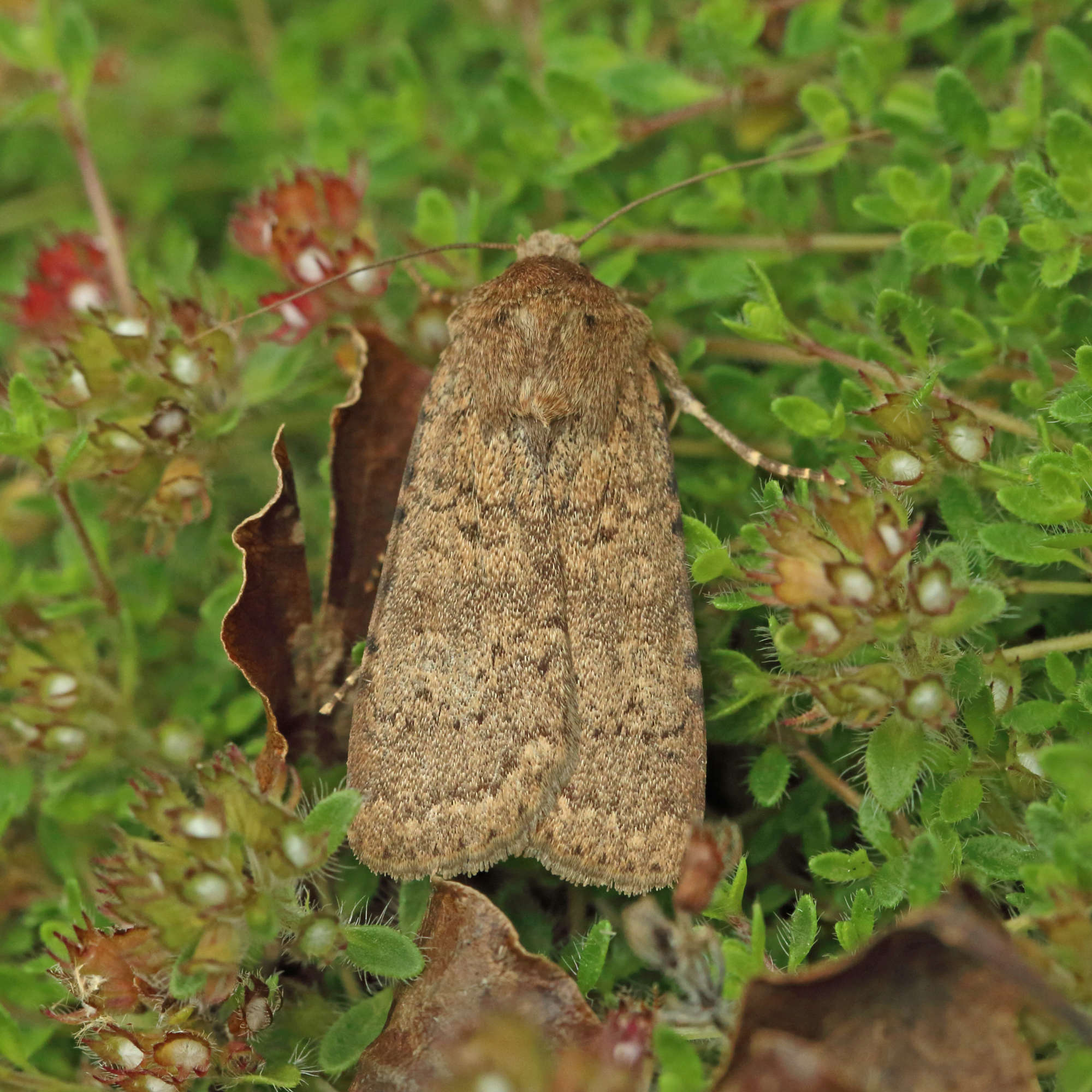Dotted Rustic (Rhyacia simulans) photographed in Somerset by Nigel Voaden