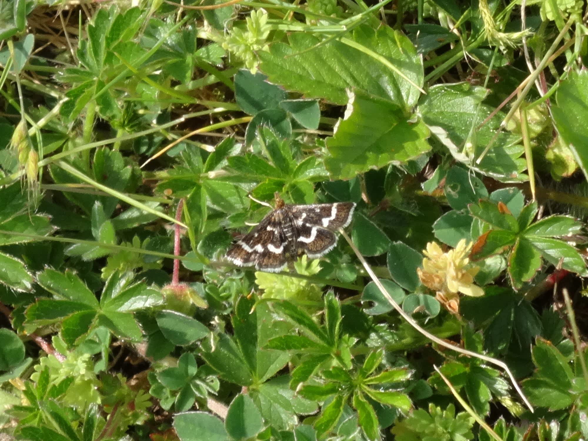 Wavy-barred Sable (Pyrausta nigrata) photographed in Somerset by Christopher Iles